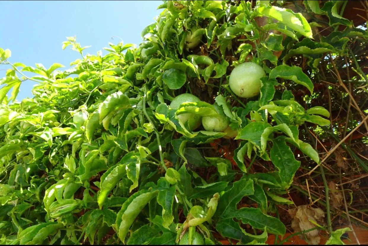 Mediterráneo Suites