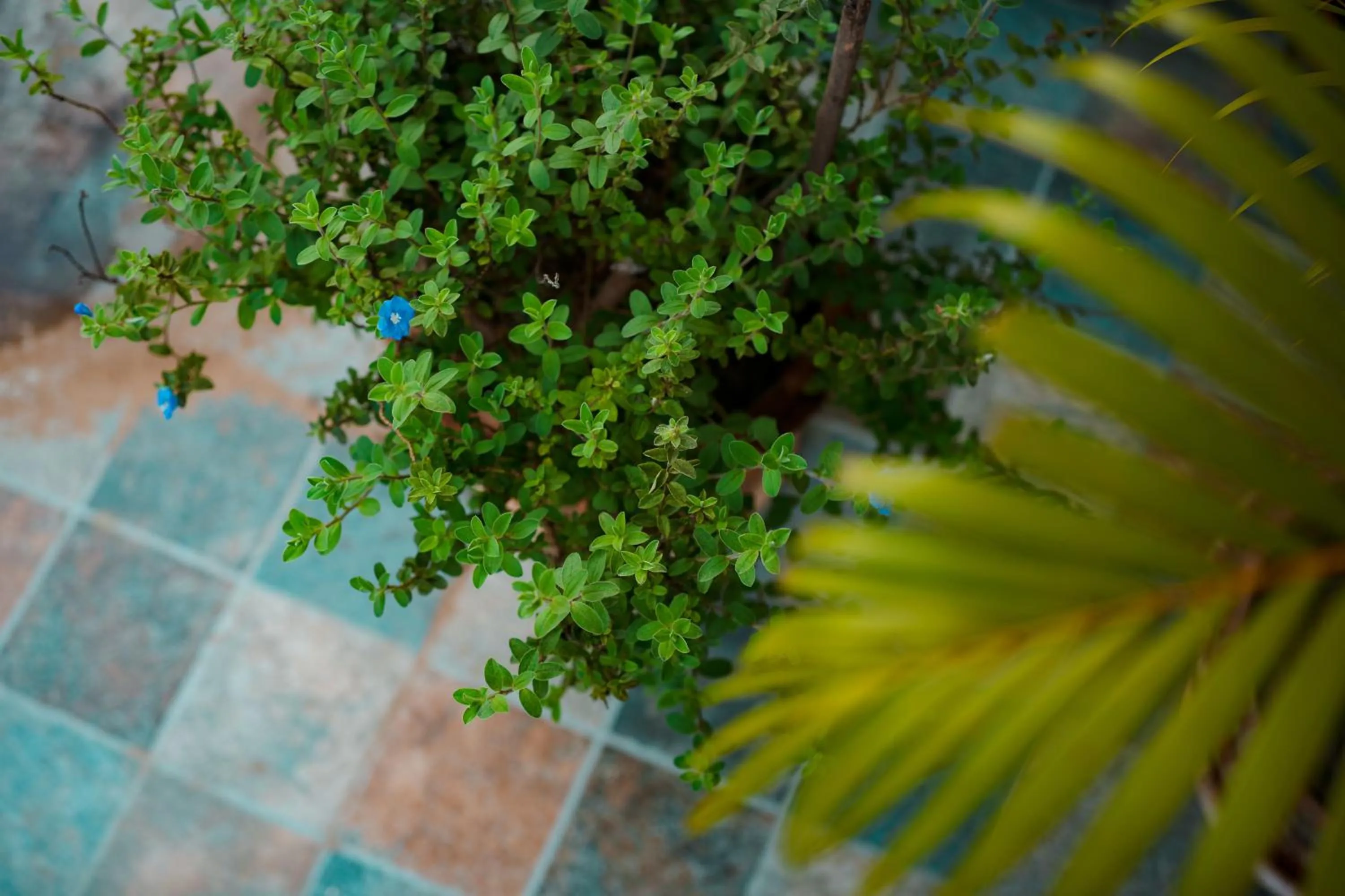 Garden in Kristi Guest House, Shantiniketan