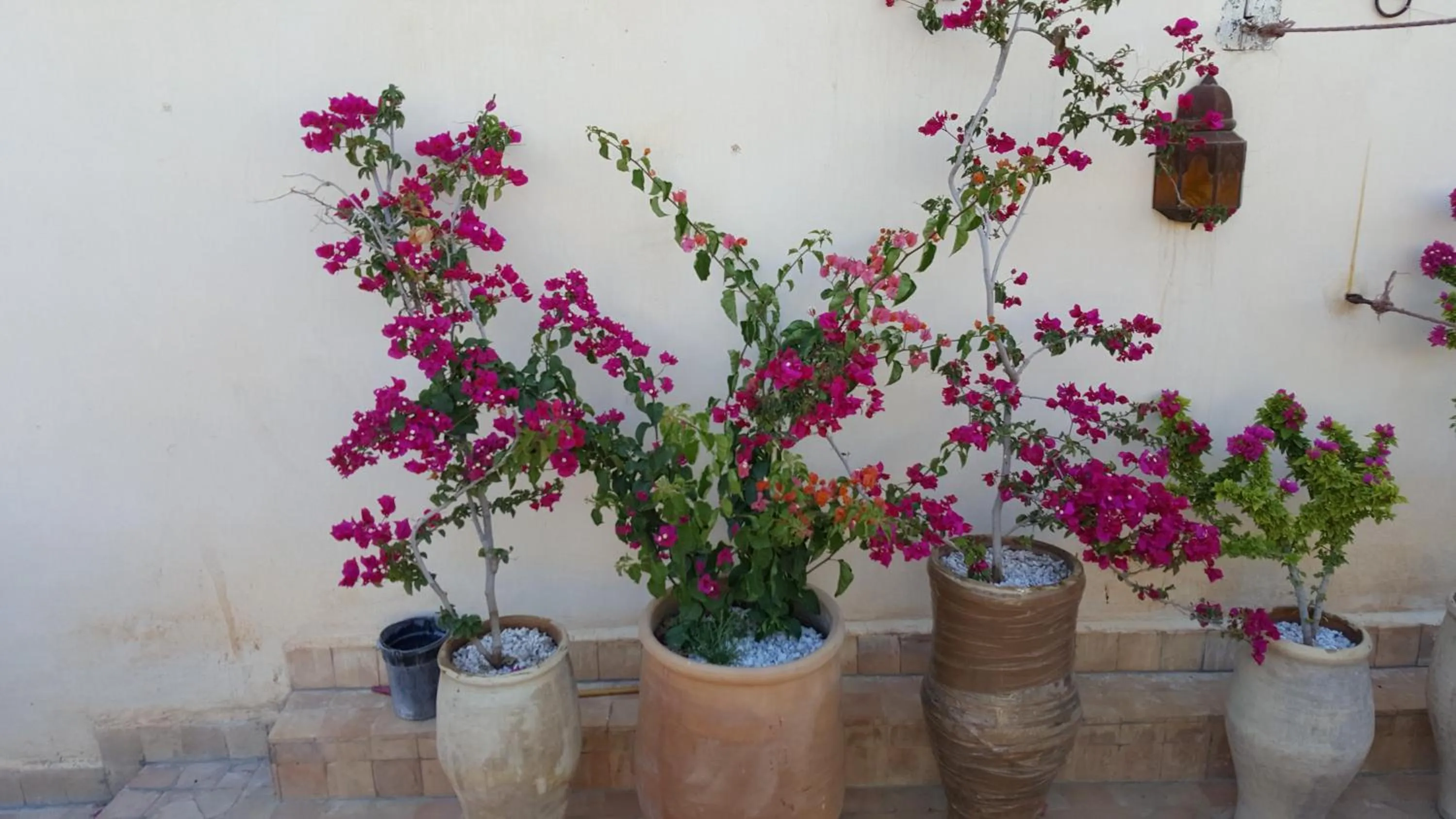 Balcony/Terrace in Dar Drissi