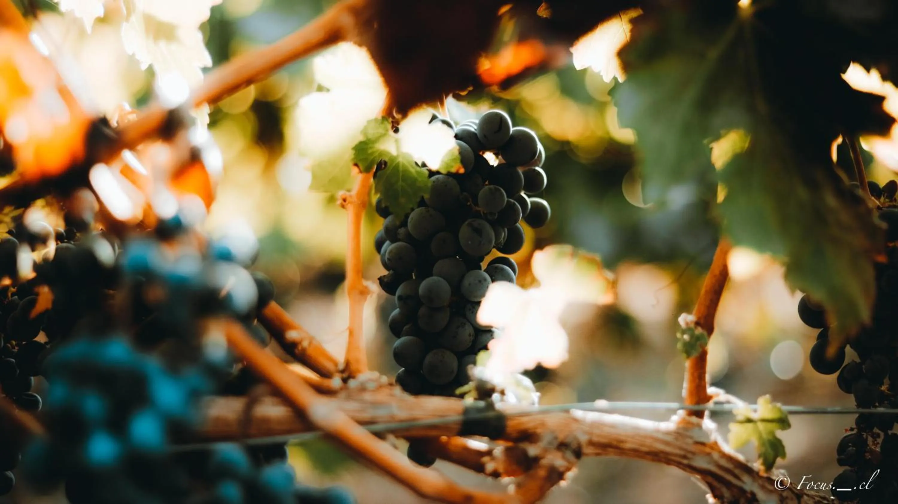 Hotel Boutique Raíces de Colchagua