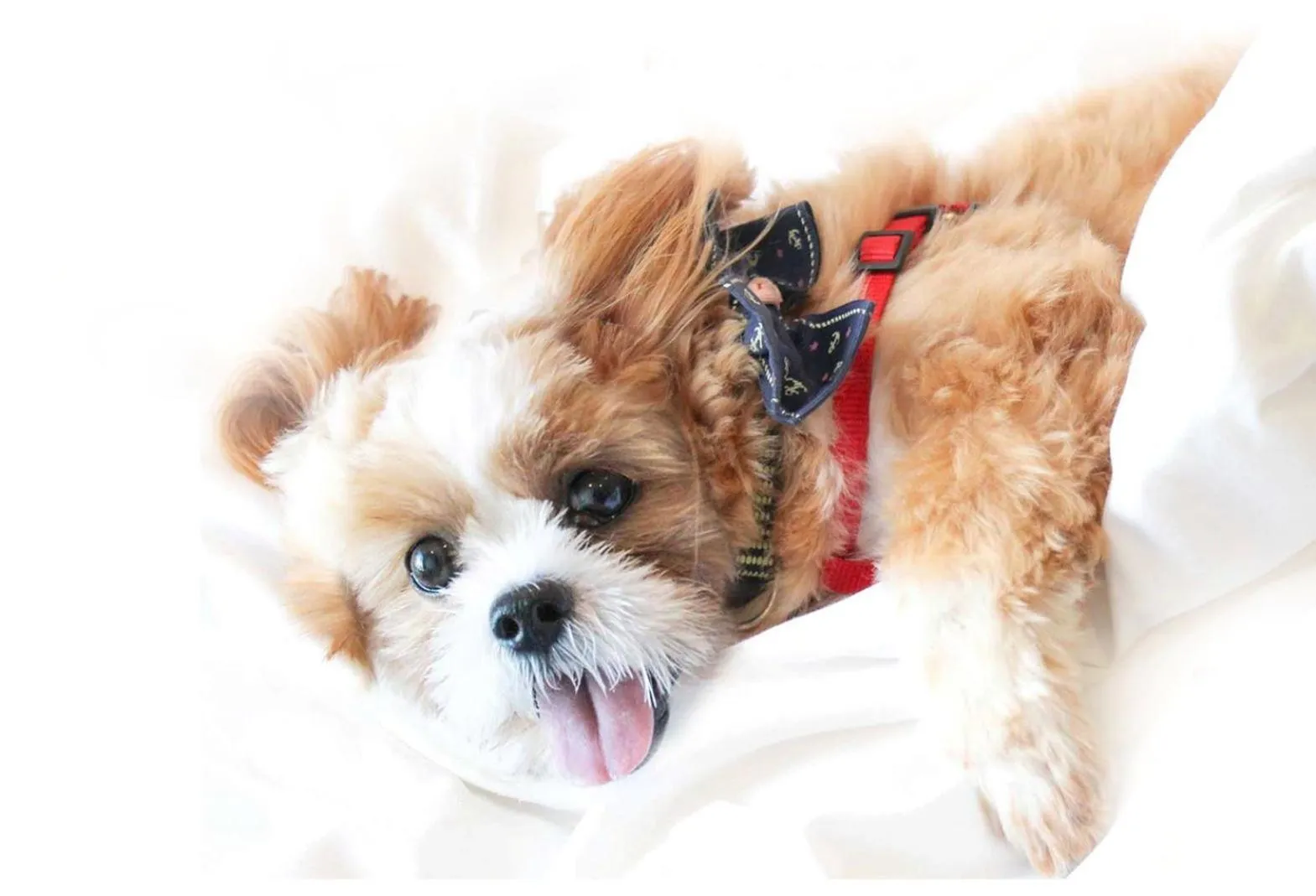 pet friendly in Savoy Hotel Mactan Cebu near Newtown Beach