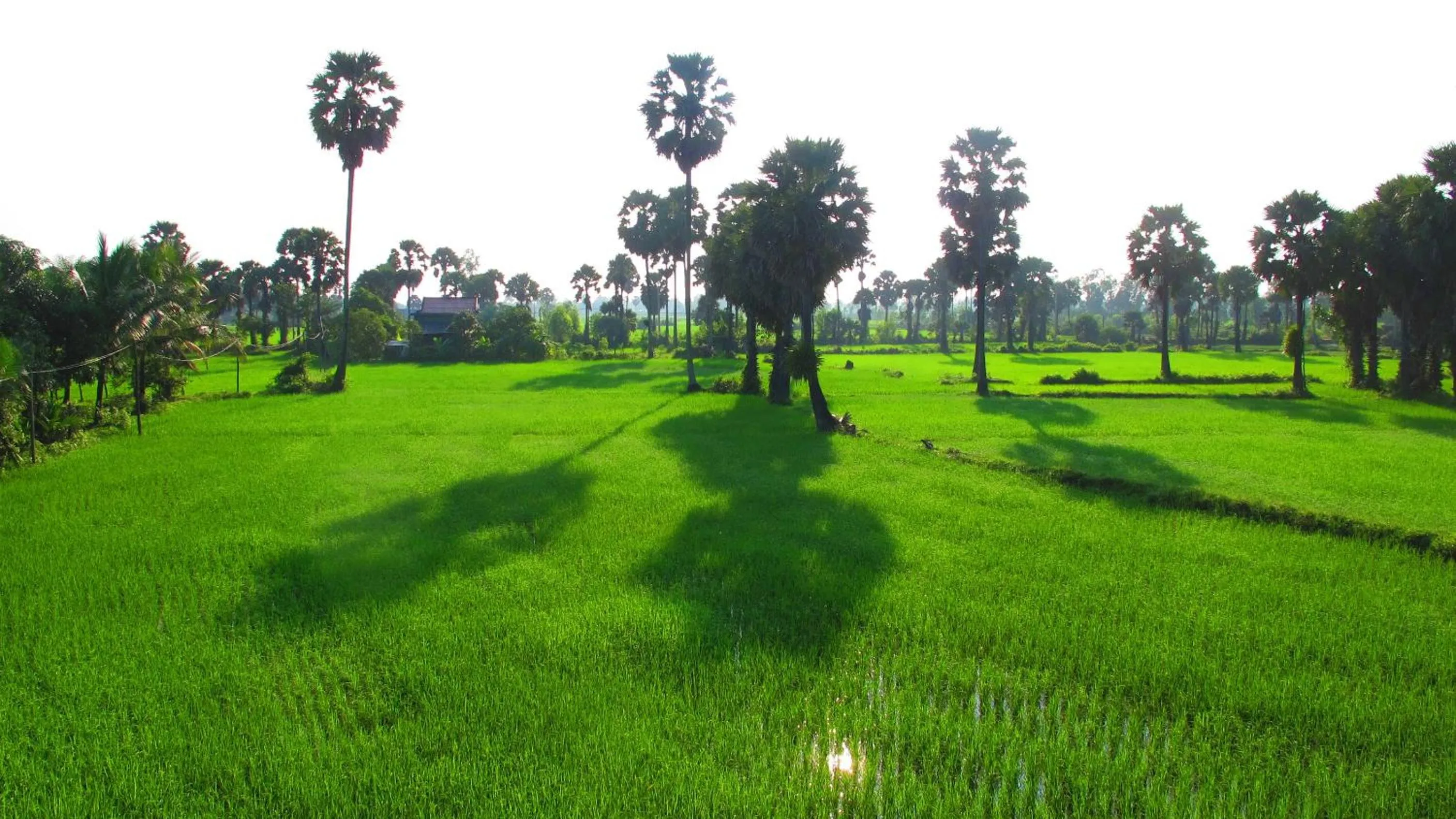 Natural landscape in Champa Lodge