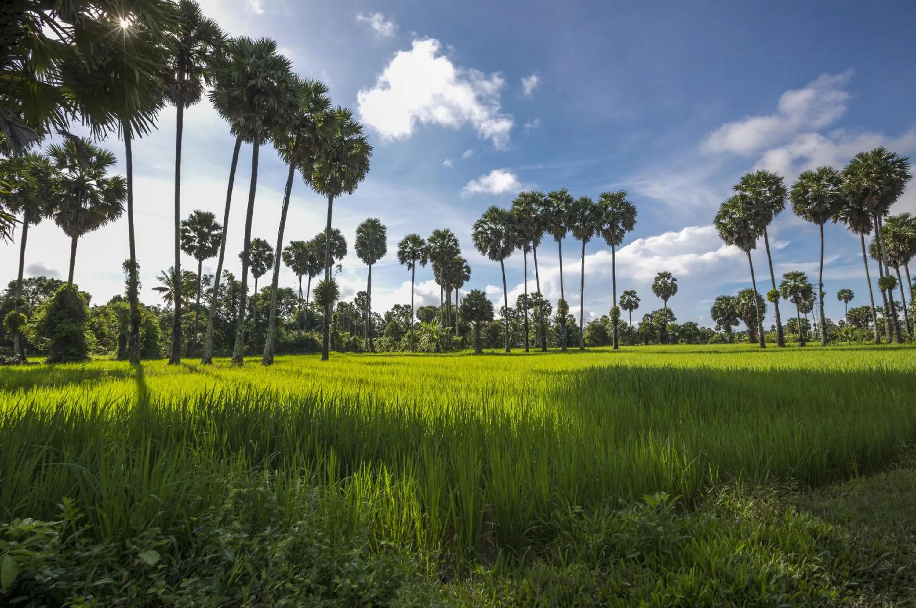 Garden view in Champa Lodge