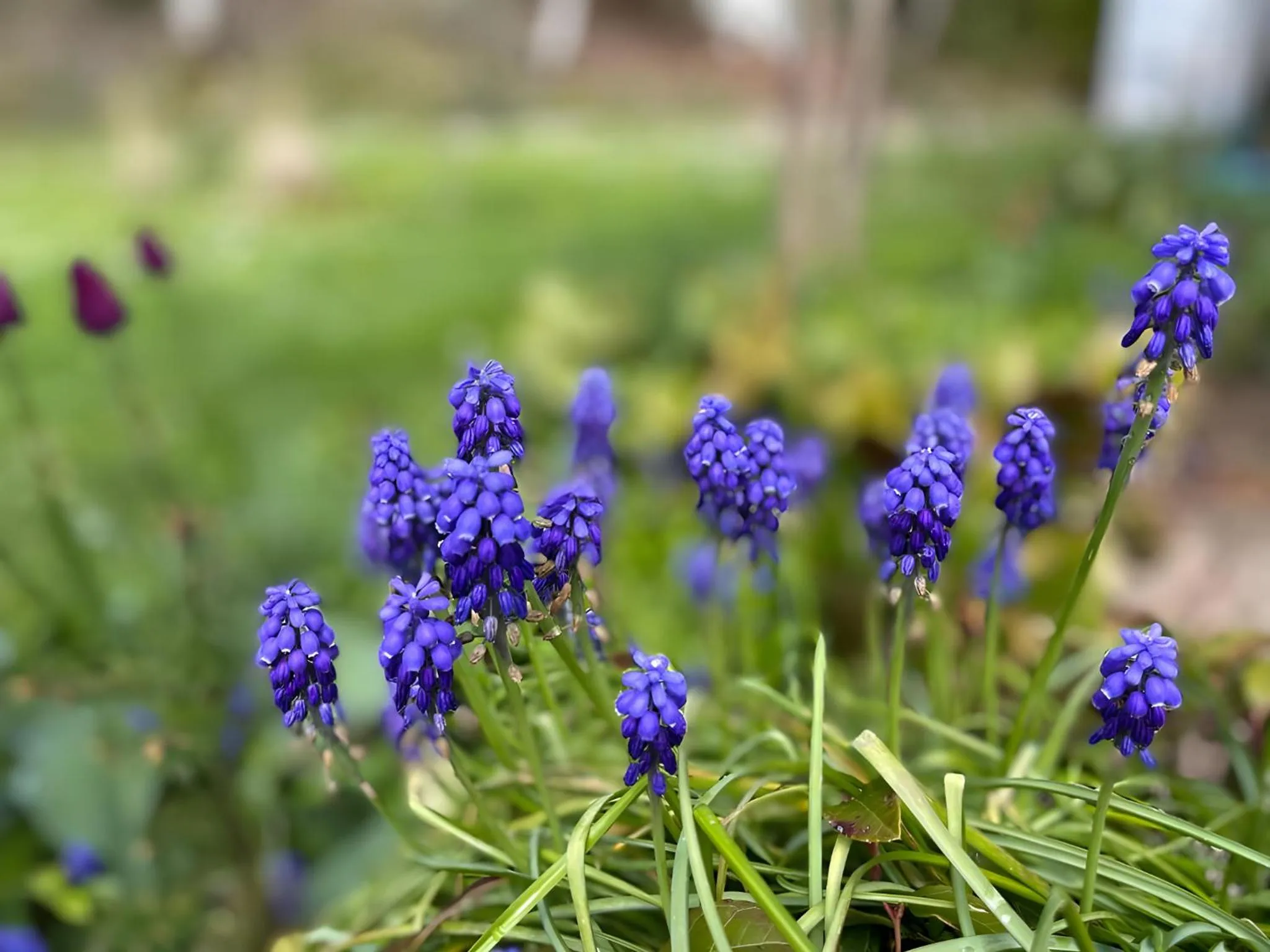 Spring in La Maison du Chevalier - Chambres et tables d'hôtes - adults only