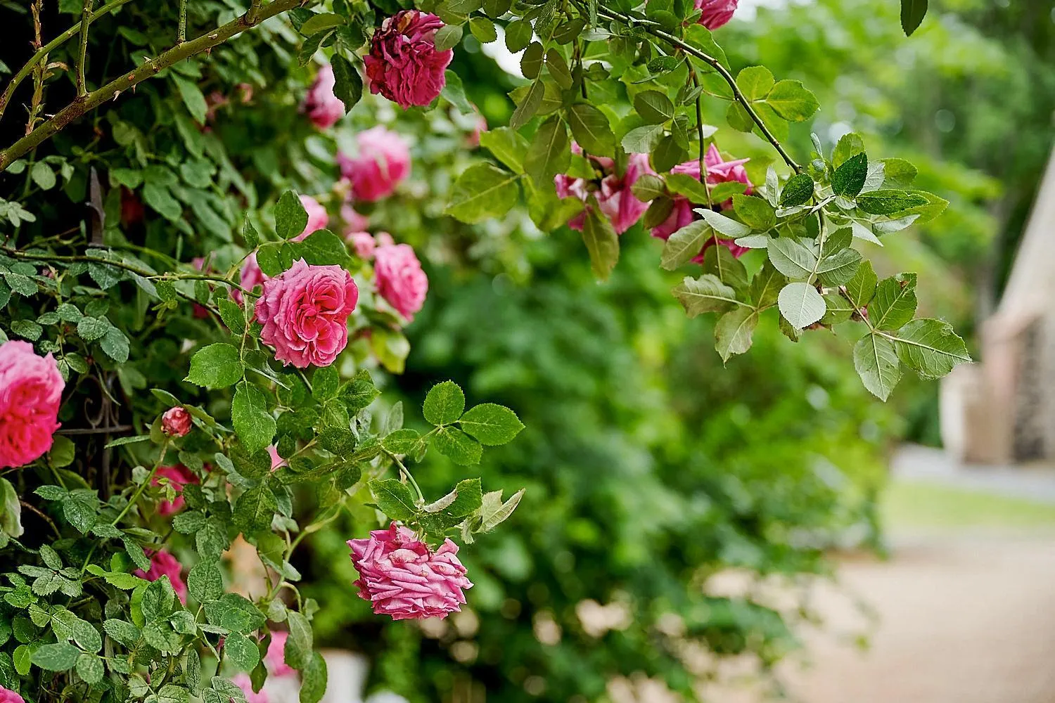 Garden in Gut am See