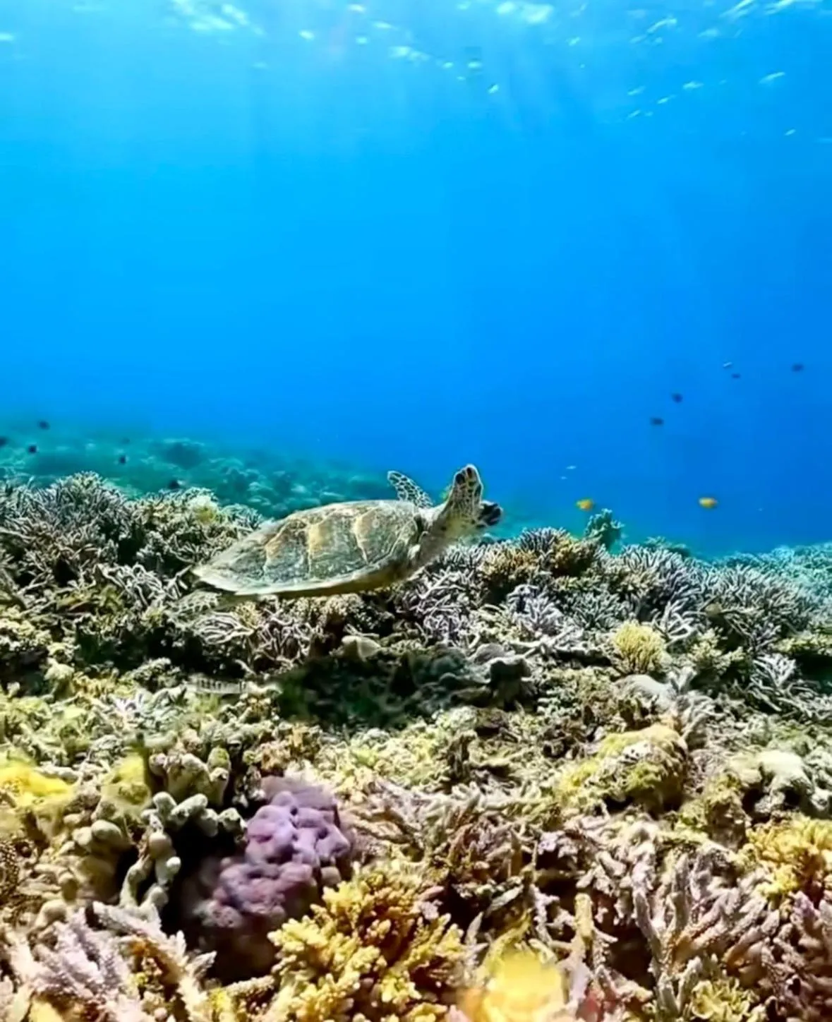 Sea view in Alibaba Bungalows