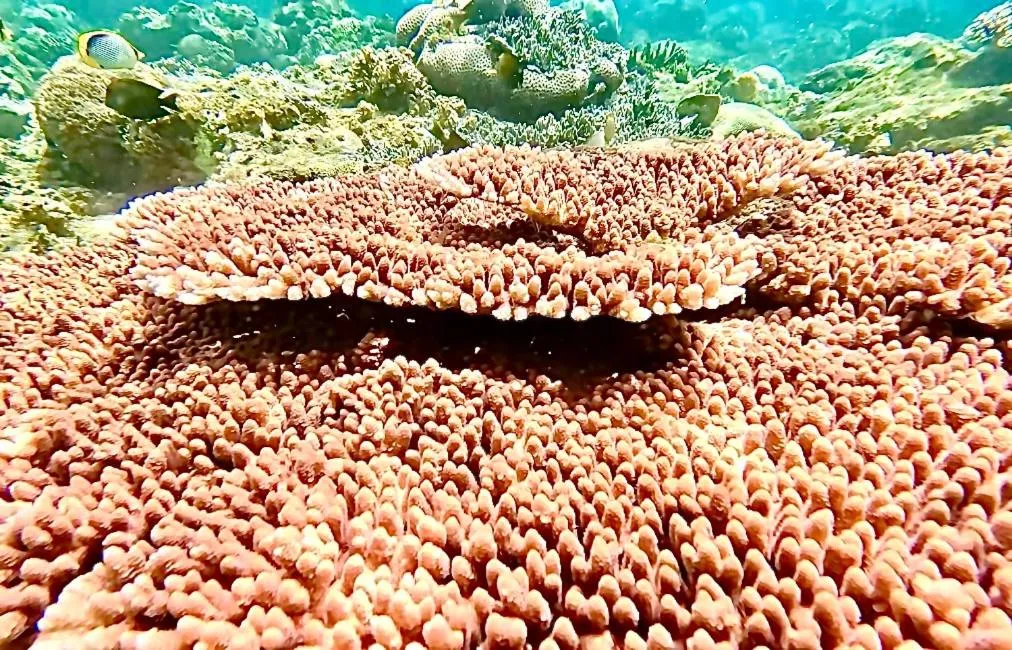 Sea view in Alibaba Bungalows