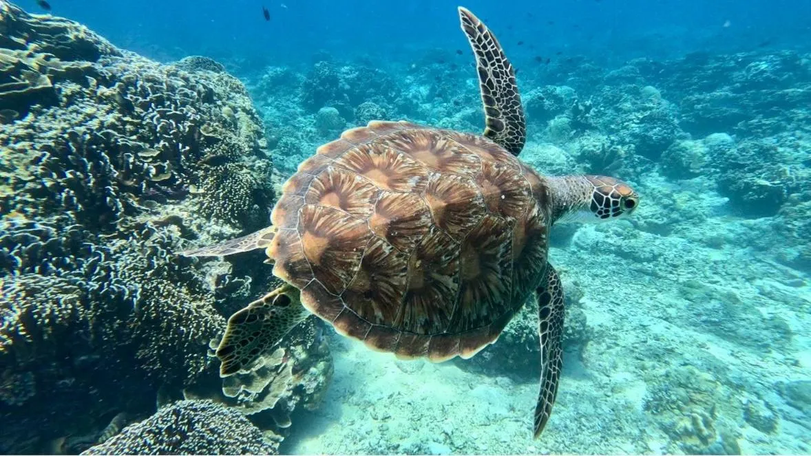 Animals in Alibaba Bungalows