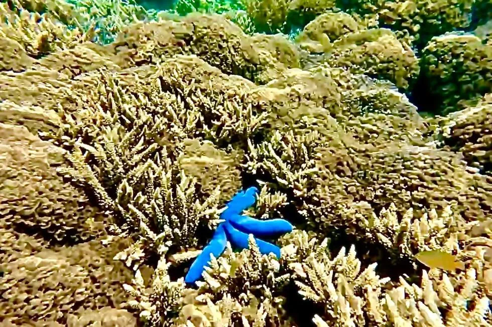 Sea view in Alibaba Bungalows