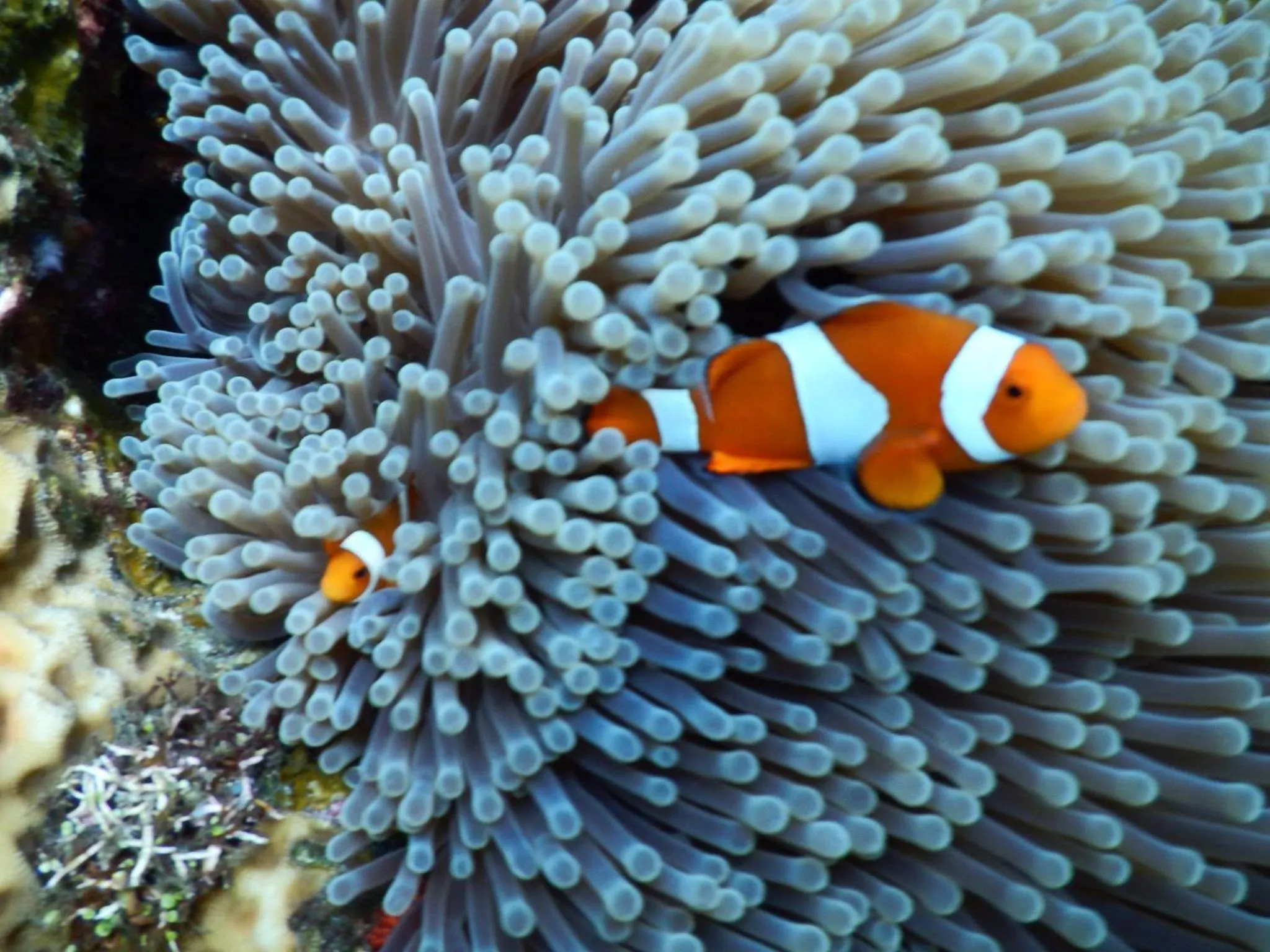 Snorkeling in Bondalem Beach Club