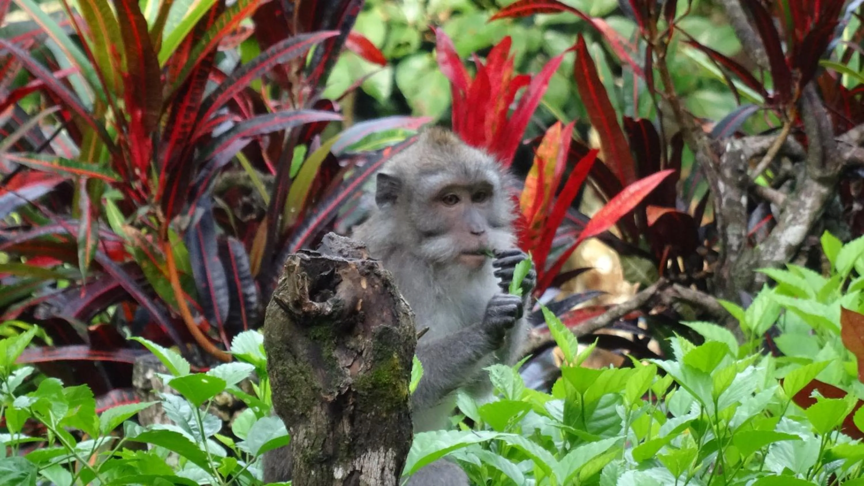 Animals in Wenara Bali Bungalows