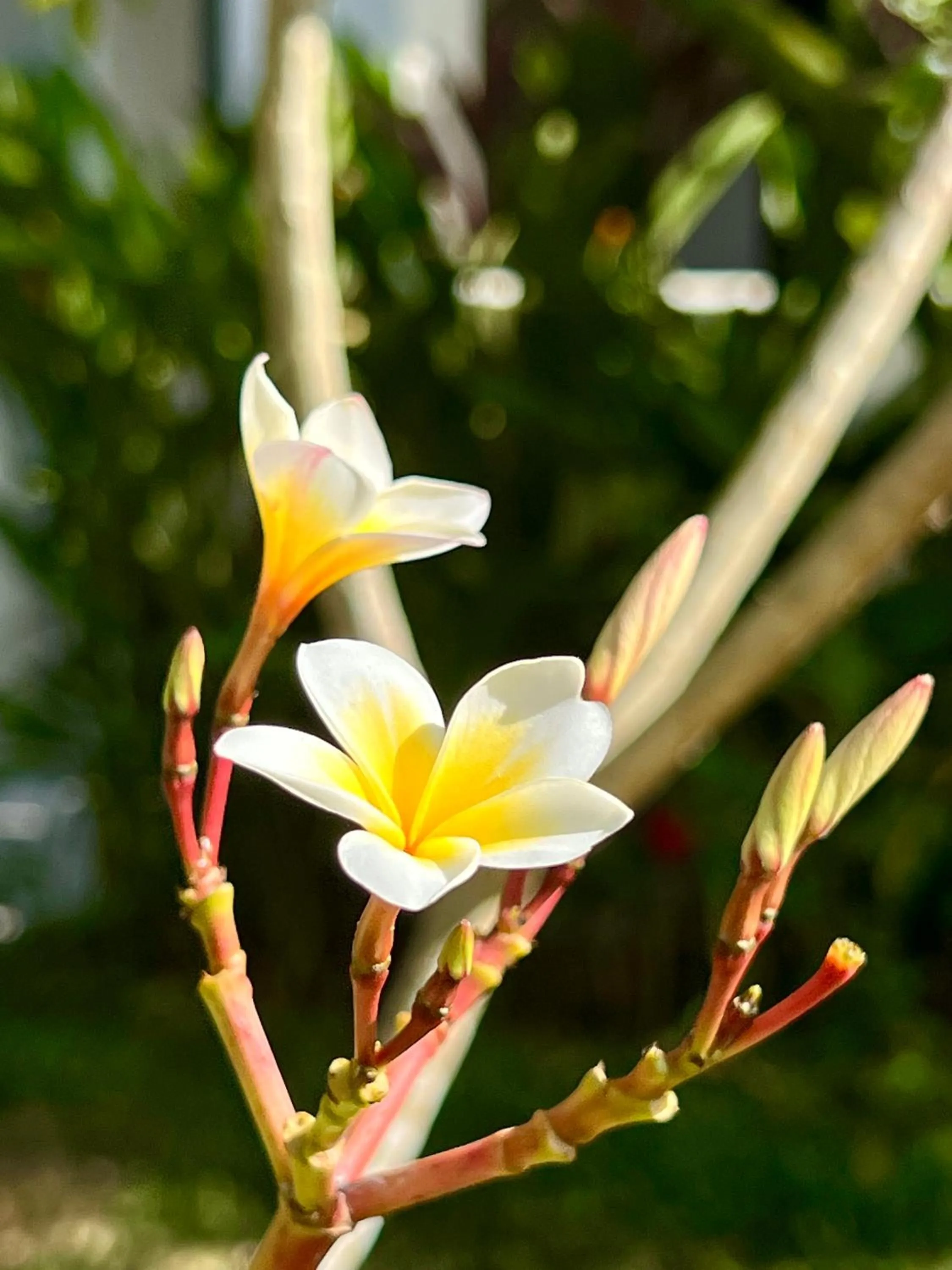 Garden in Parrots Boutique Resort