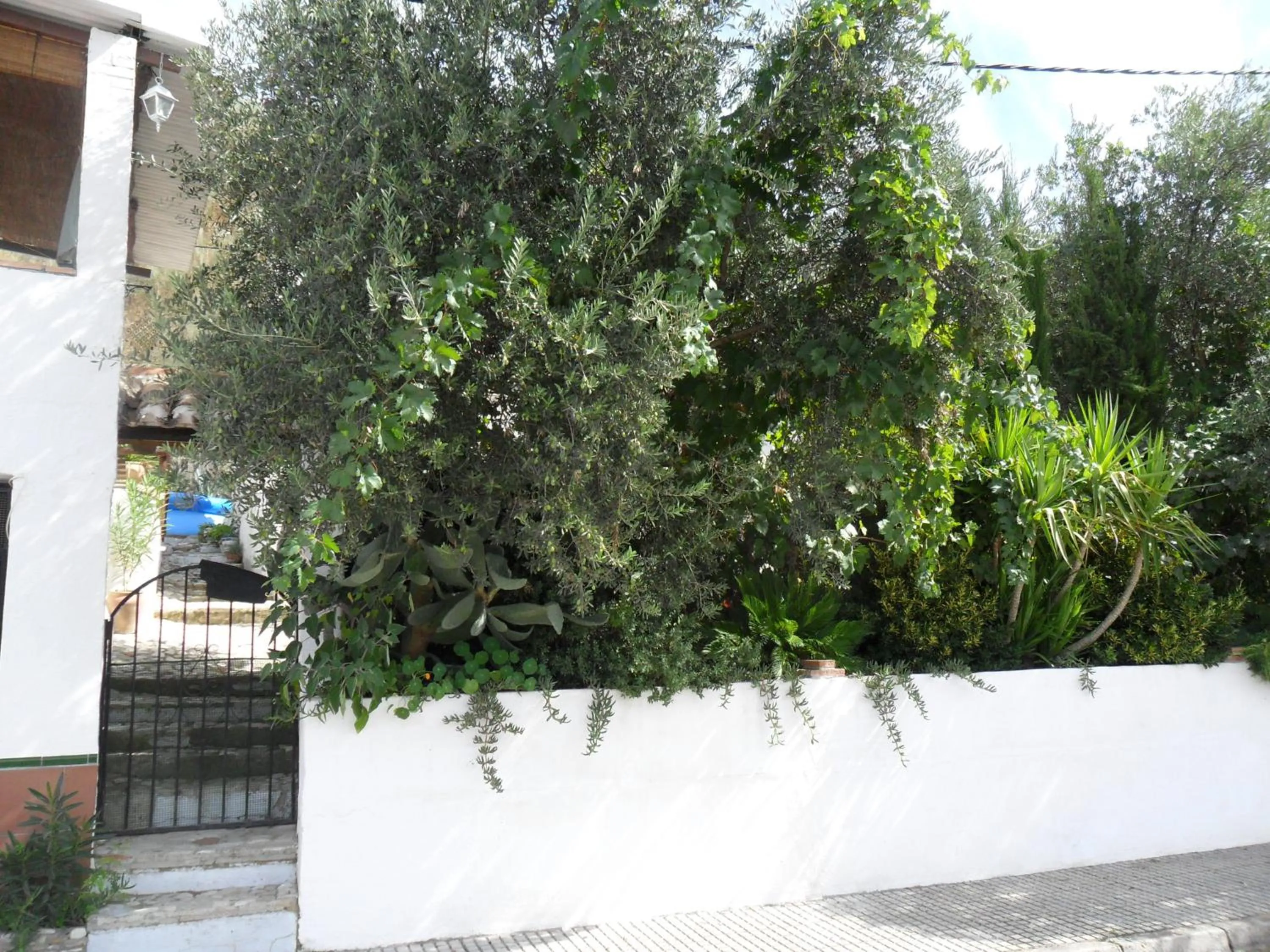 Garden in Casa La Rosa