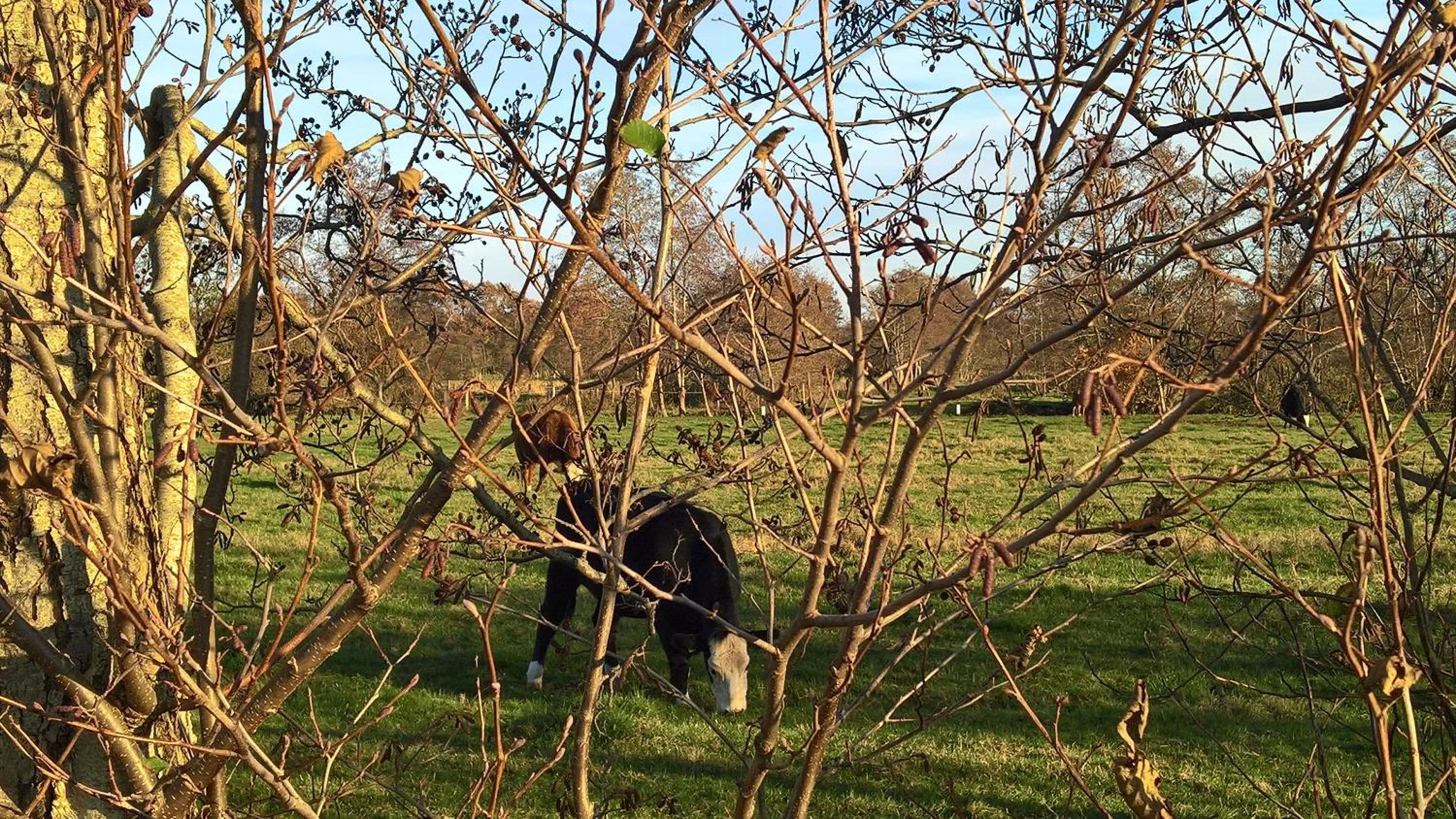 Natural landscape in Bij Maus