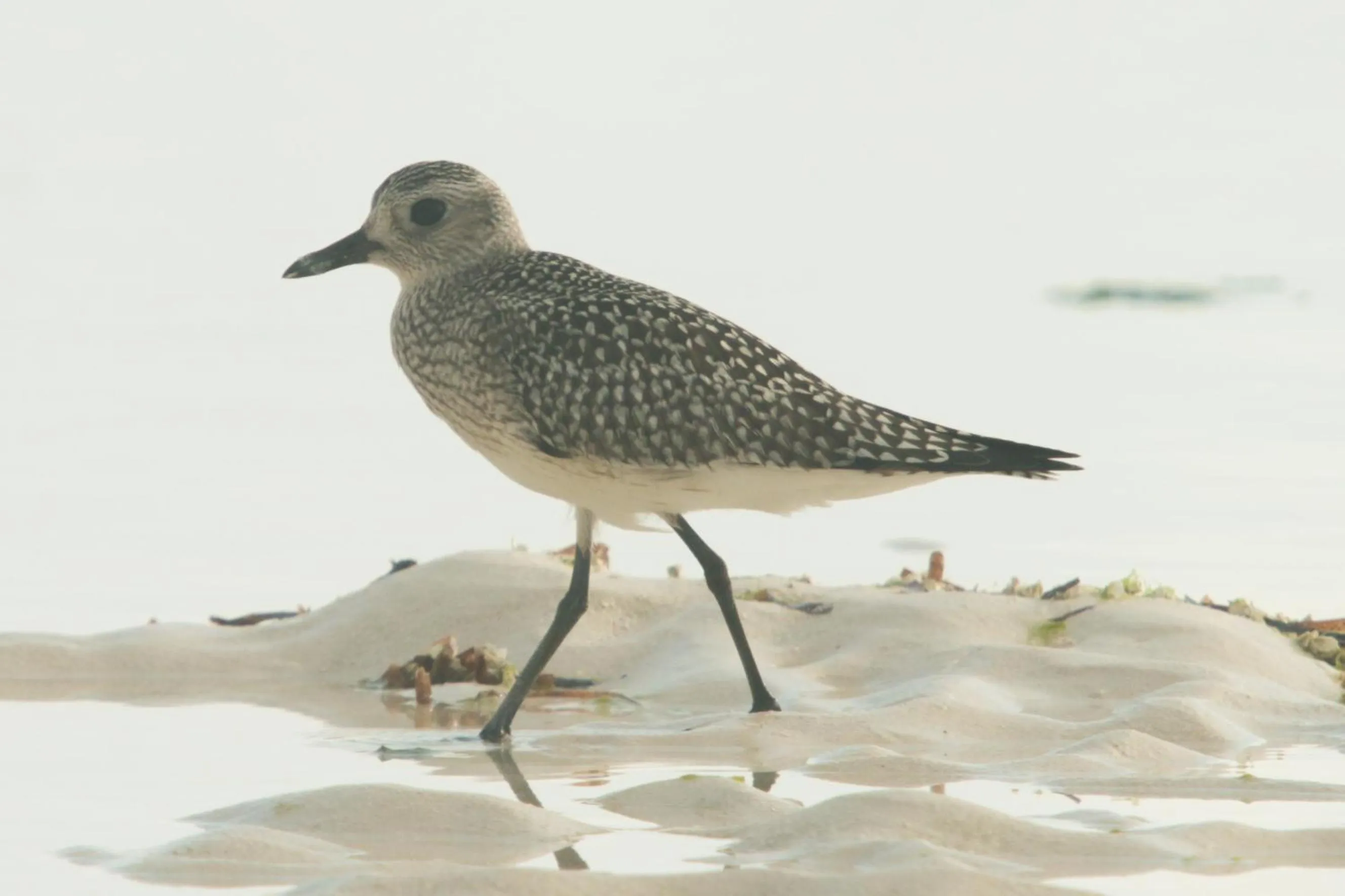 Beach in Villa Kiota