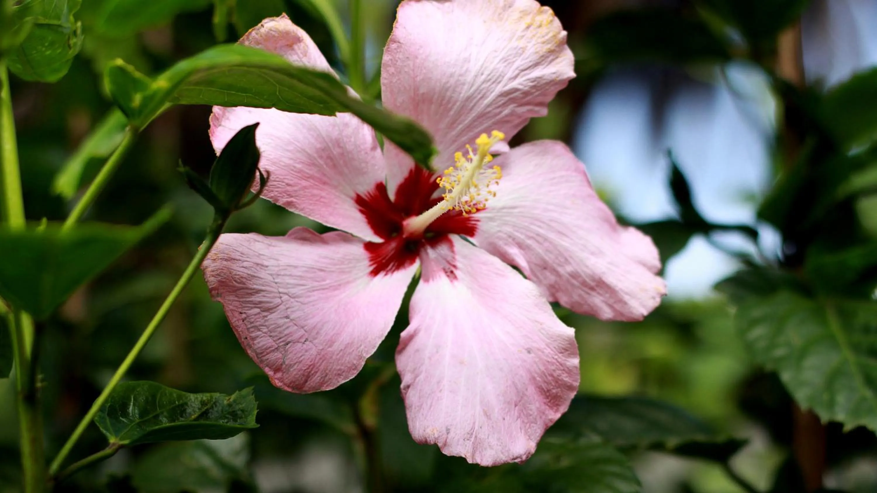 Summer in Inaki Uhi Hotel