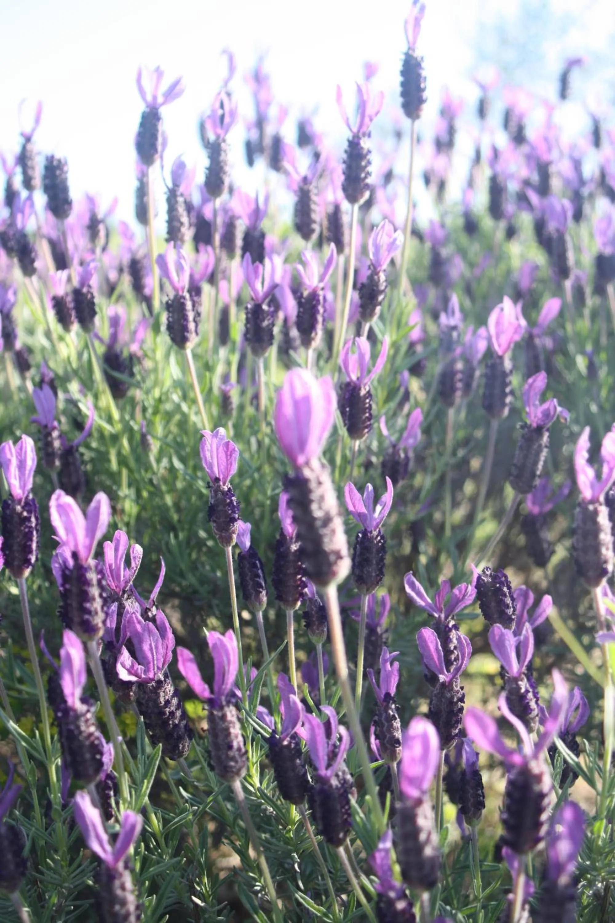 Garden view in PoggioBa