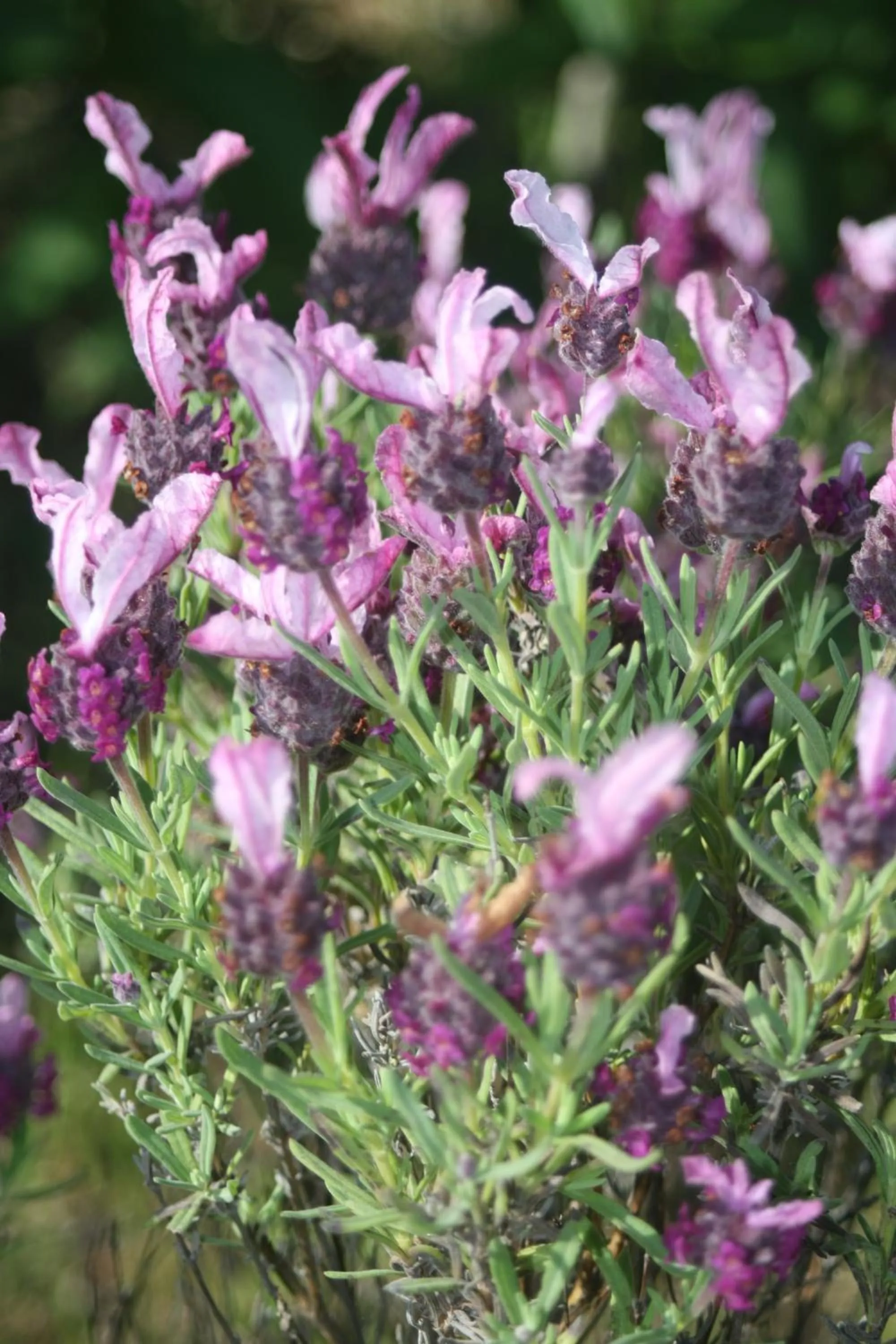 Garden view in PoggioBa