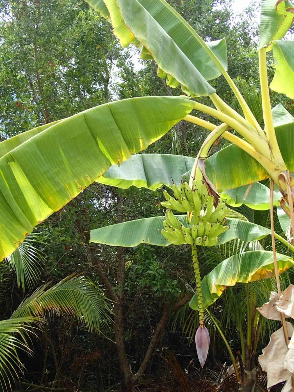 Garden in Margarita del Sol Hotel Costa Maya