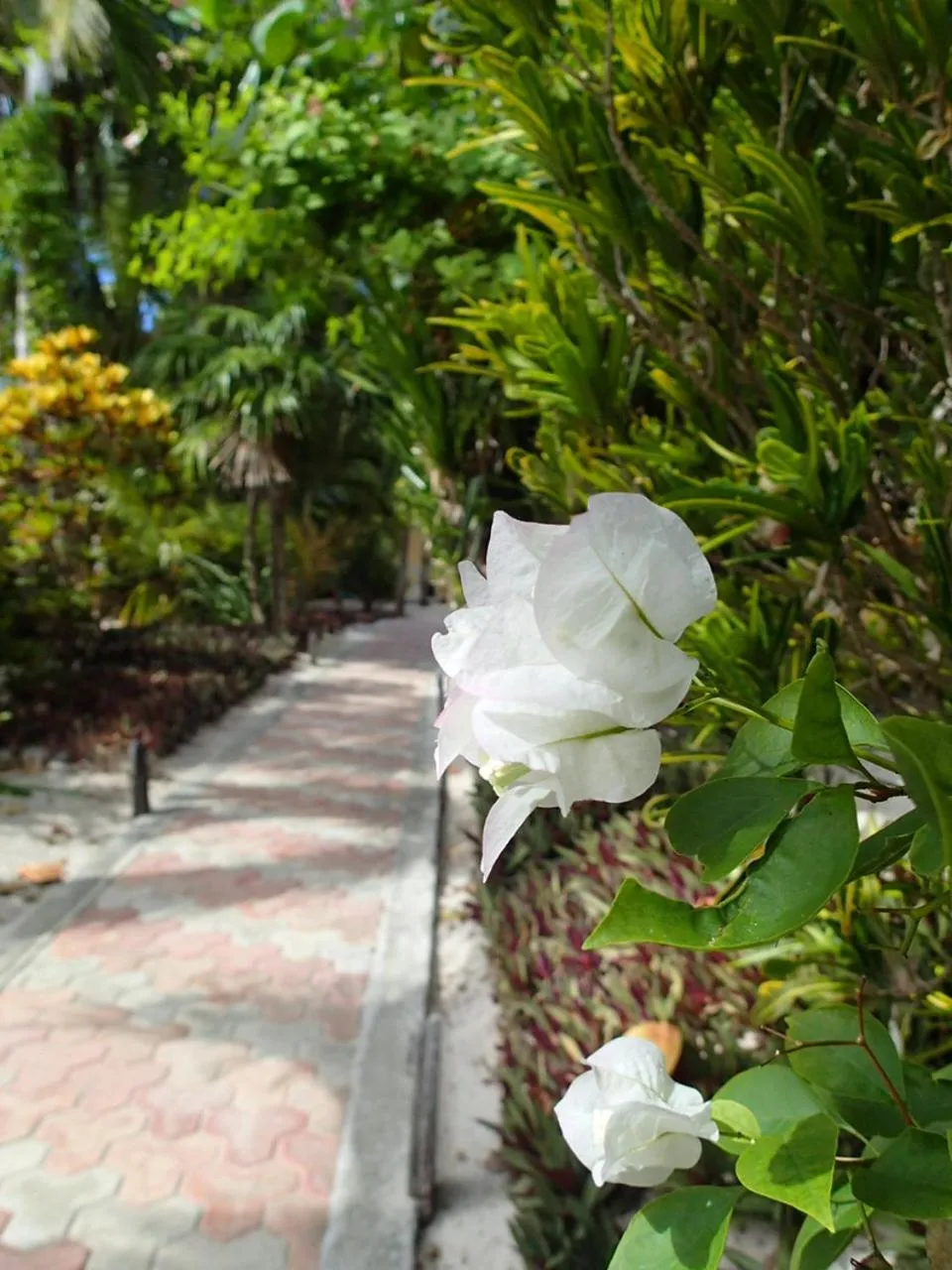 Garden view in Margarita del Sol Hotel Costa Maya