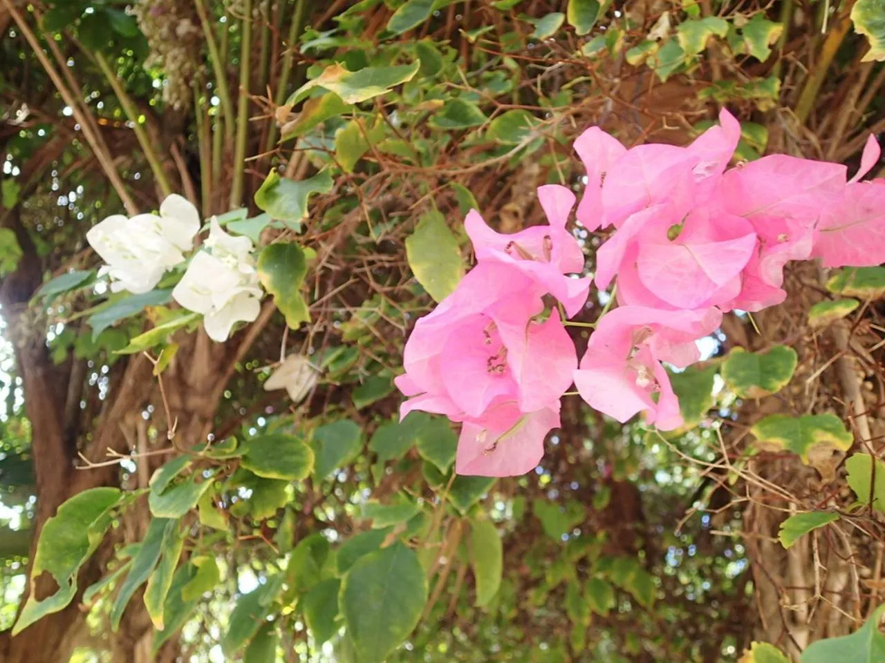 Garden in Margarita del Sol Hotel Costa Maya