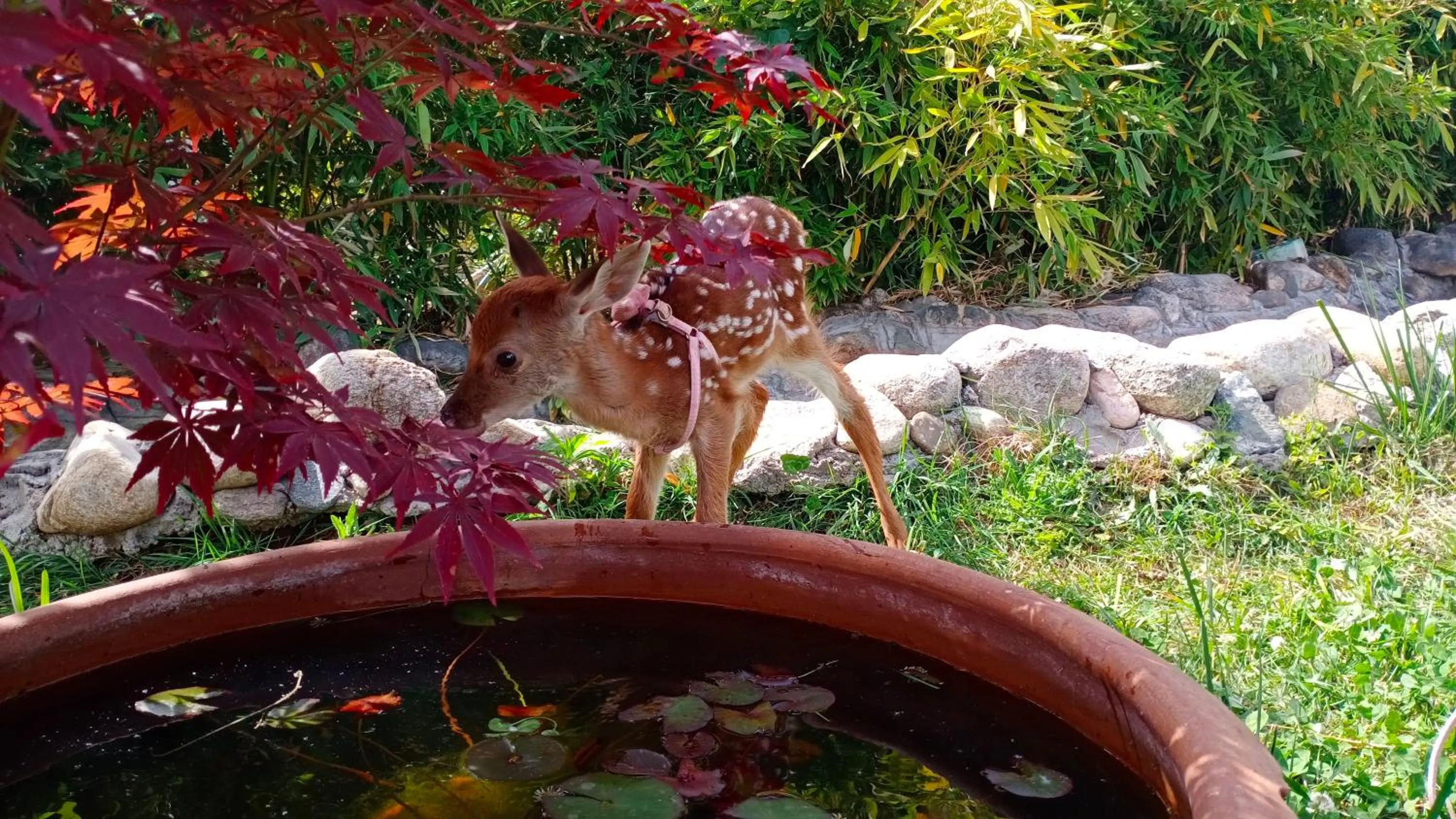 Animals in Ramada Plaza By Wyndham Taian