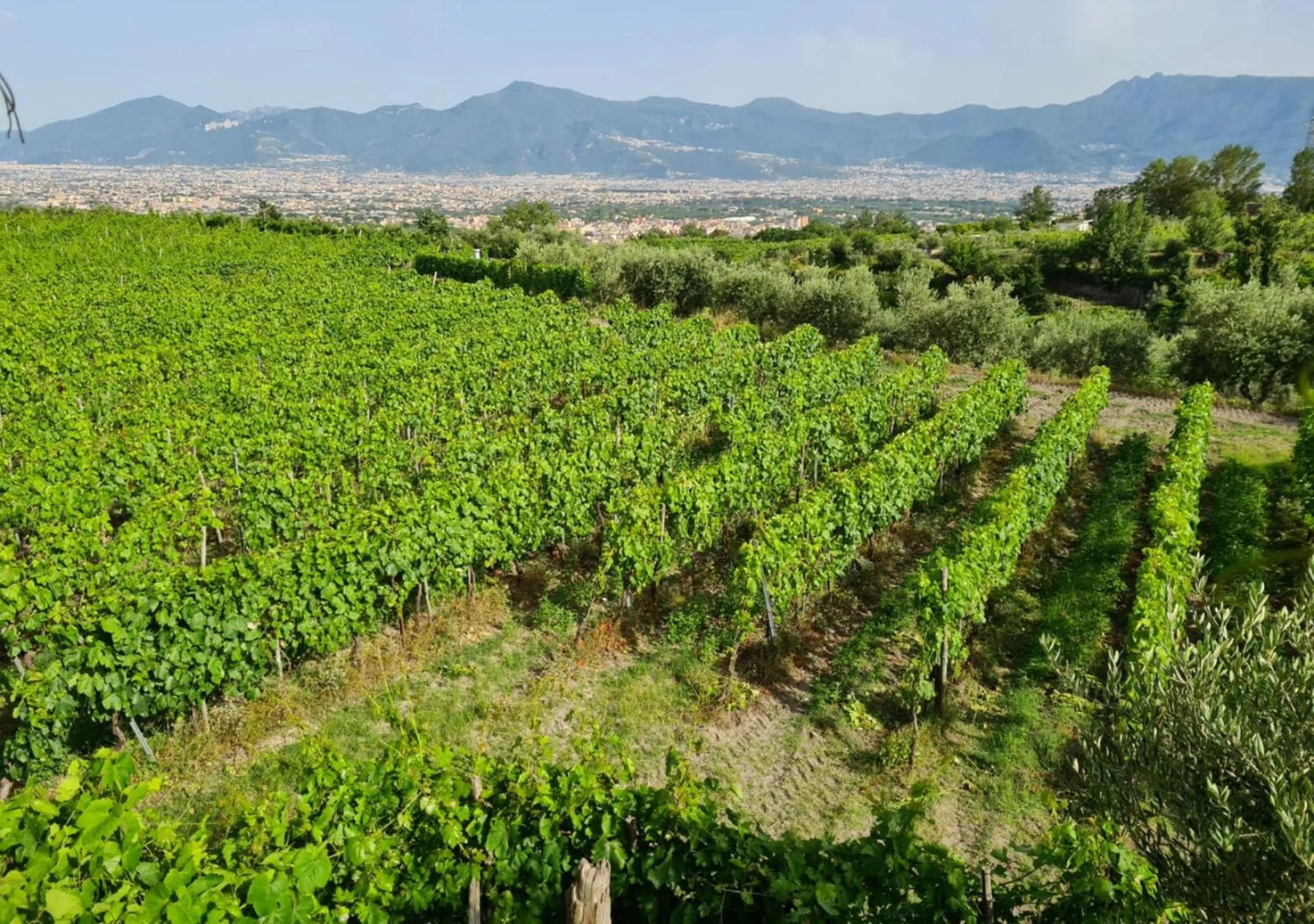 Natural landscape in Vesuvio Inn Bed & Wine Experience