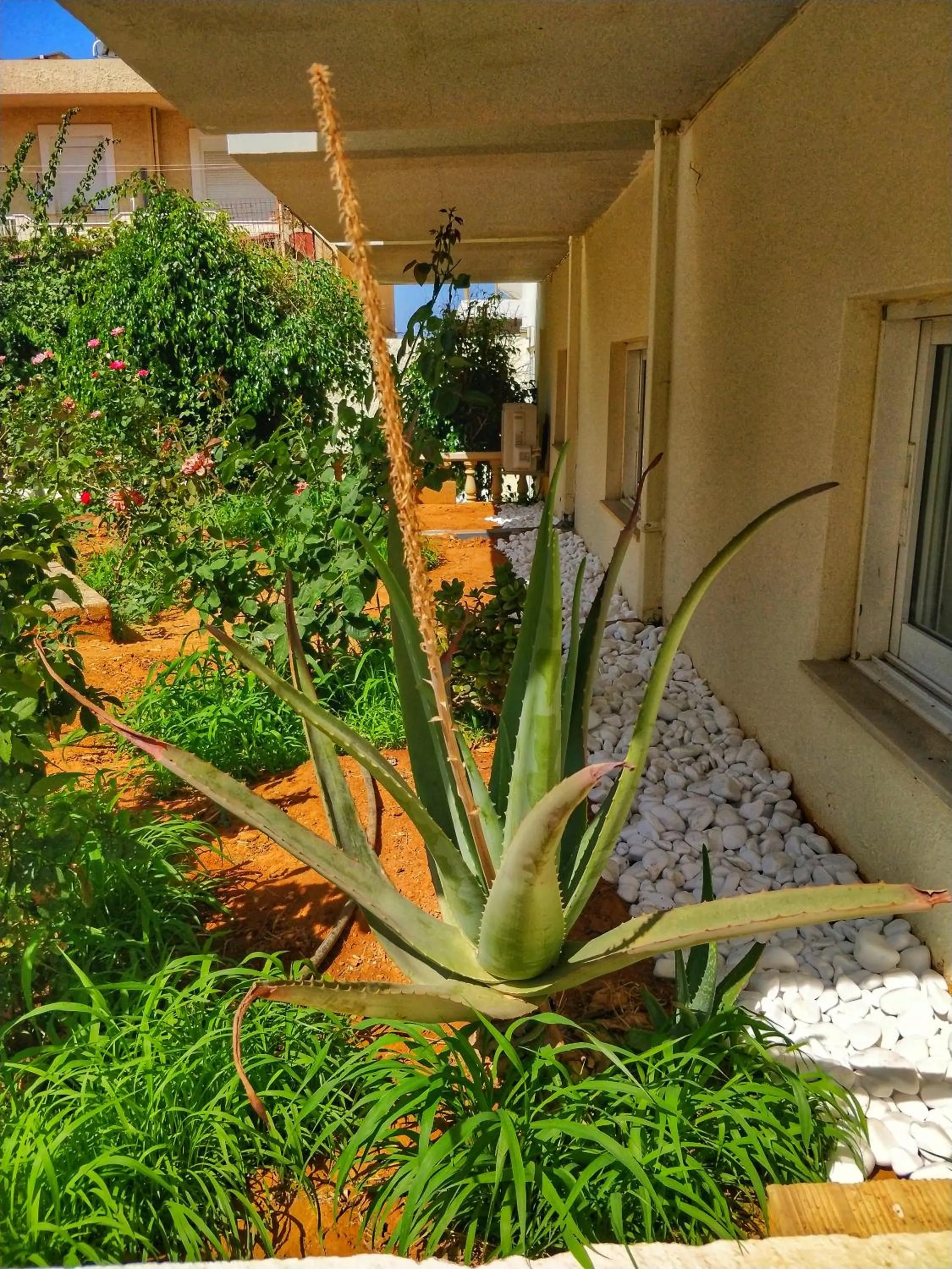 Garden in Alexandra Hotel