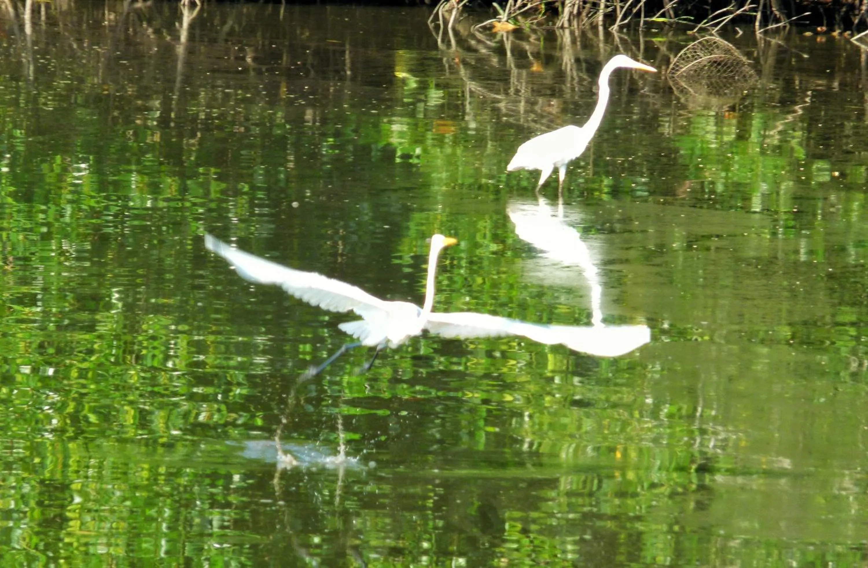 Property building in Gayang Friendly Water House Homestay