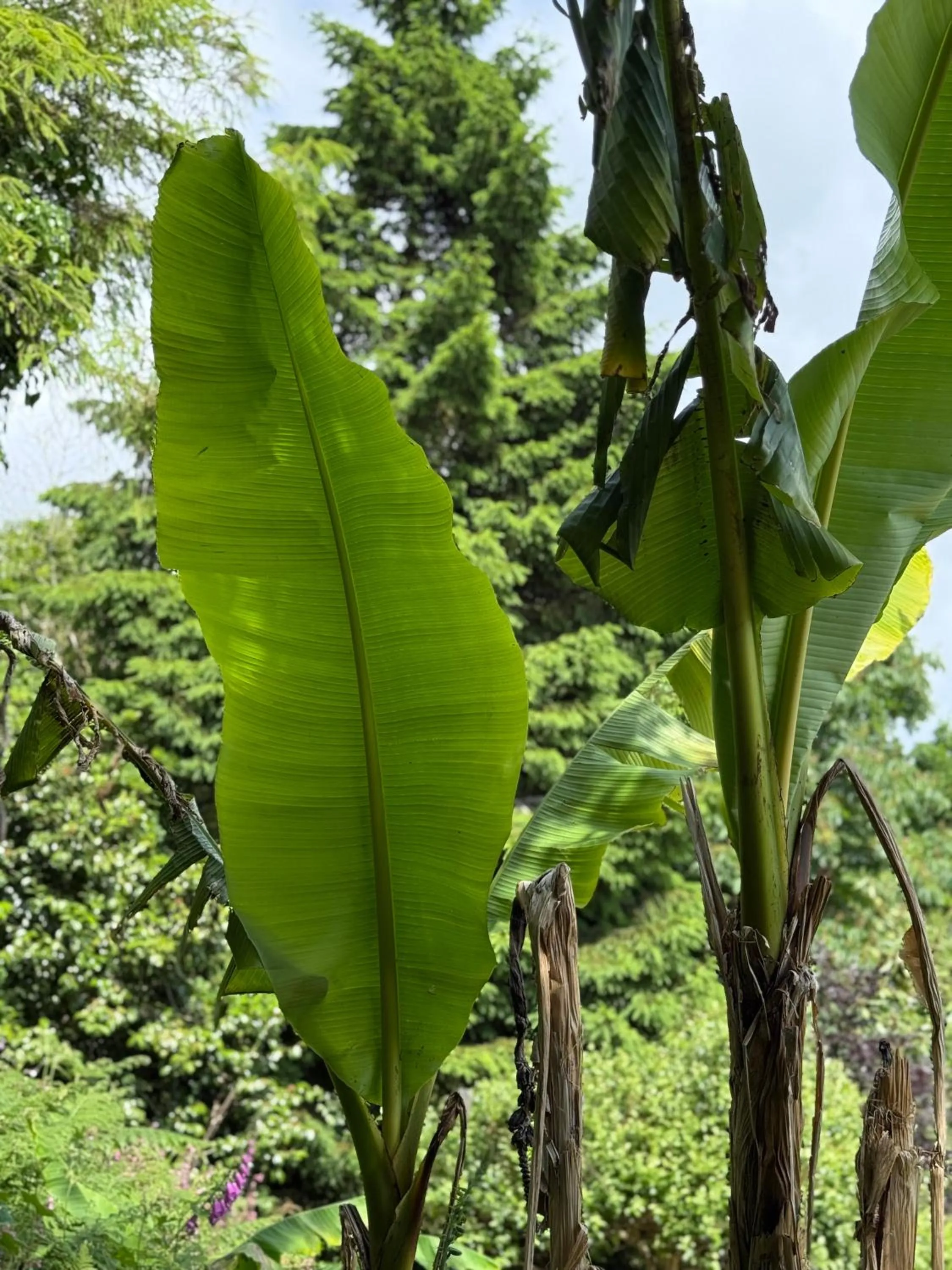 Trengilly Wartha Inn