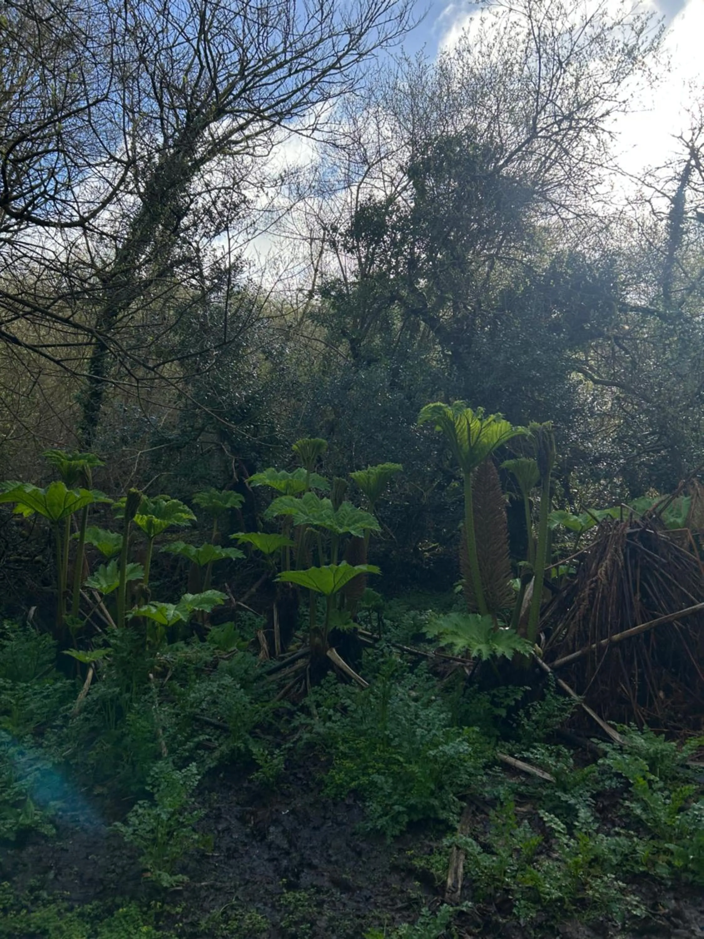 Spring in Trengilly Wartha Inn