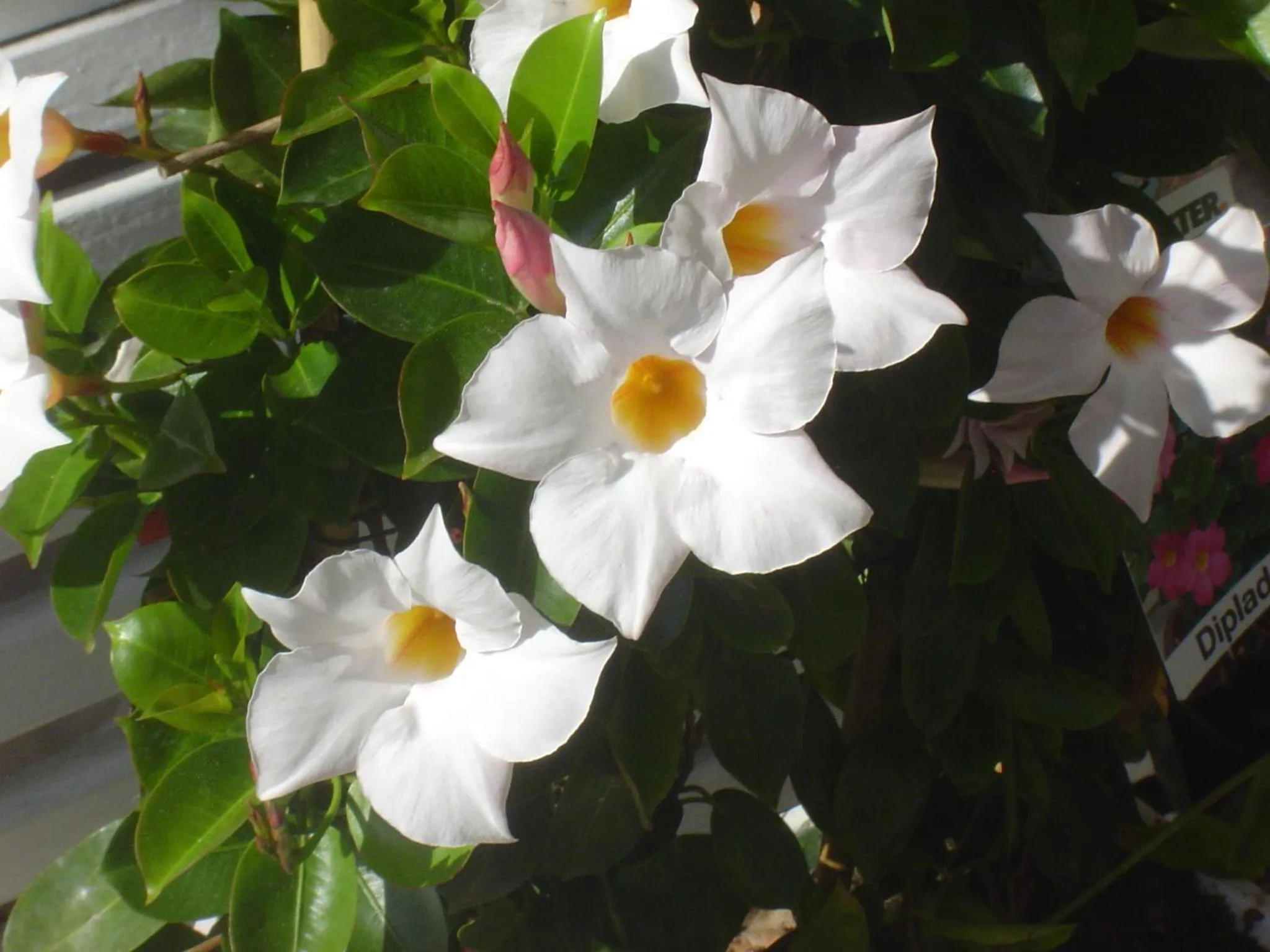 Spring in ApartmentHotel Vollumen