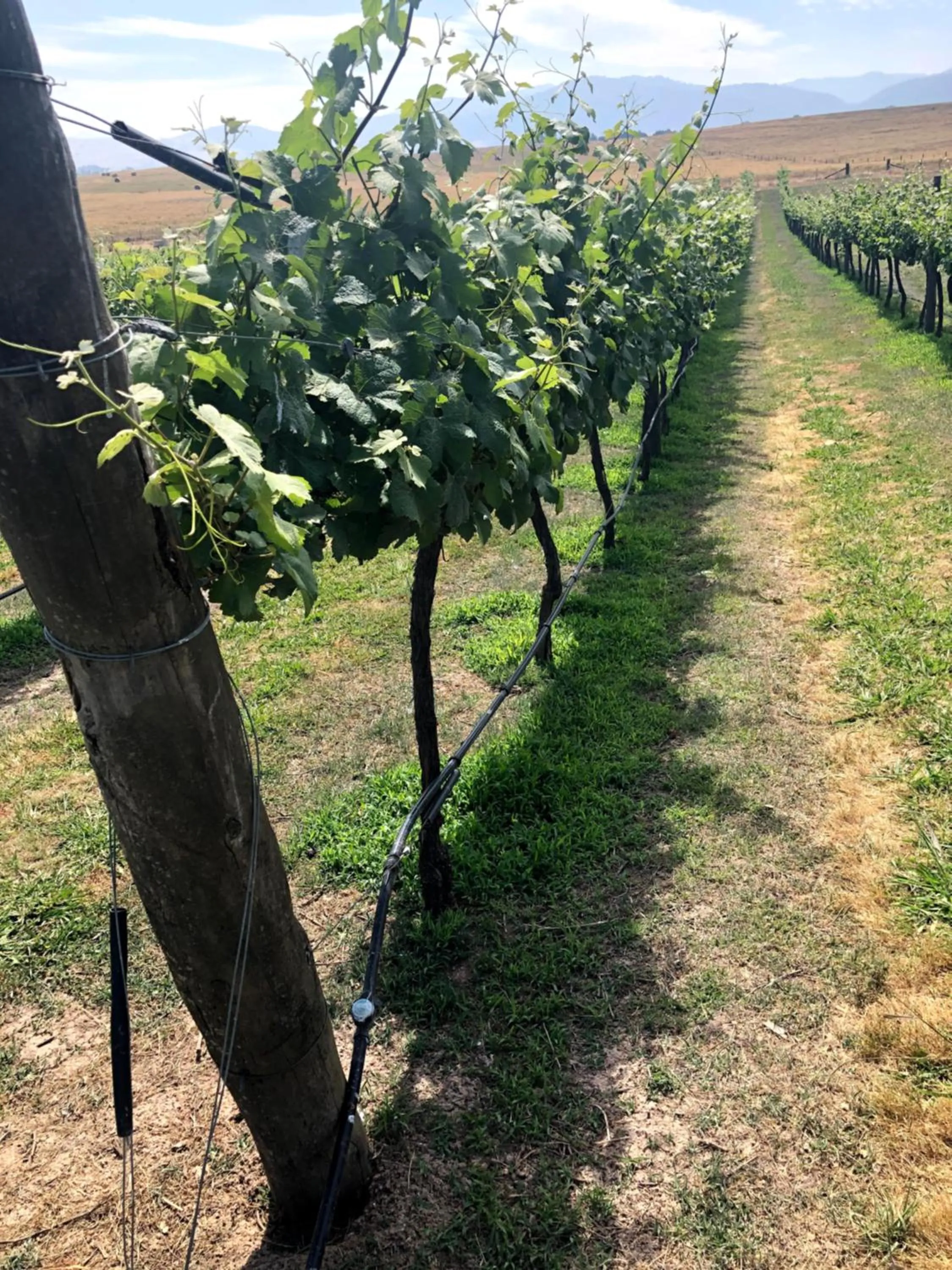 Garden in Altitude221