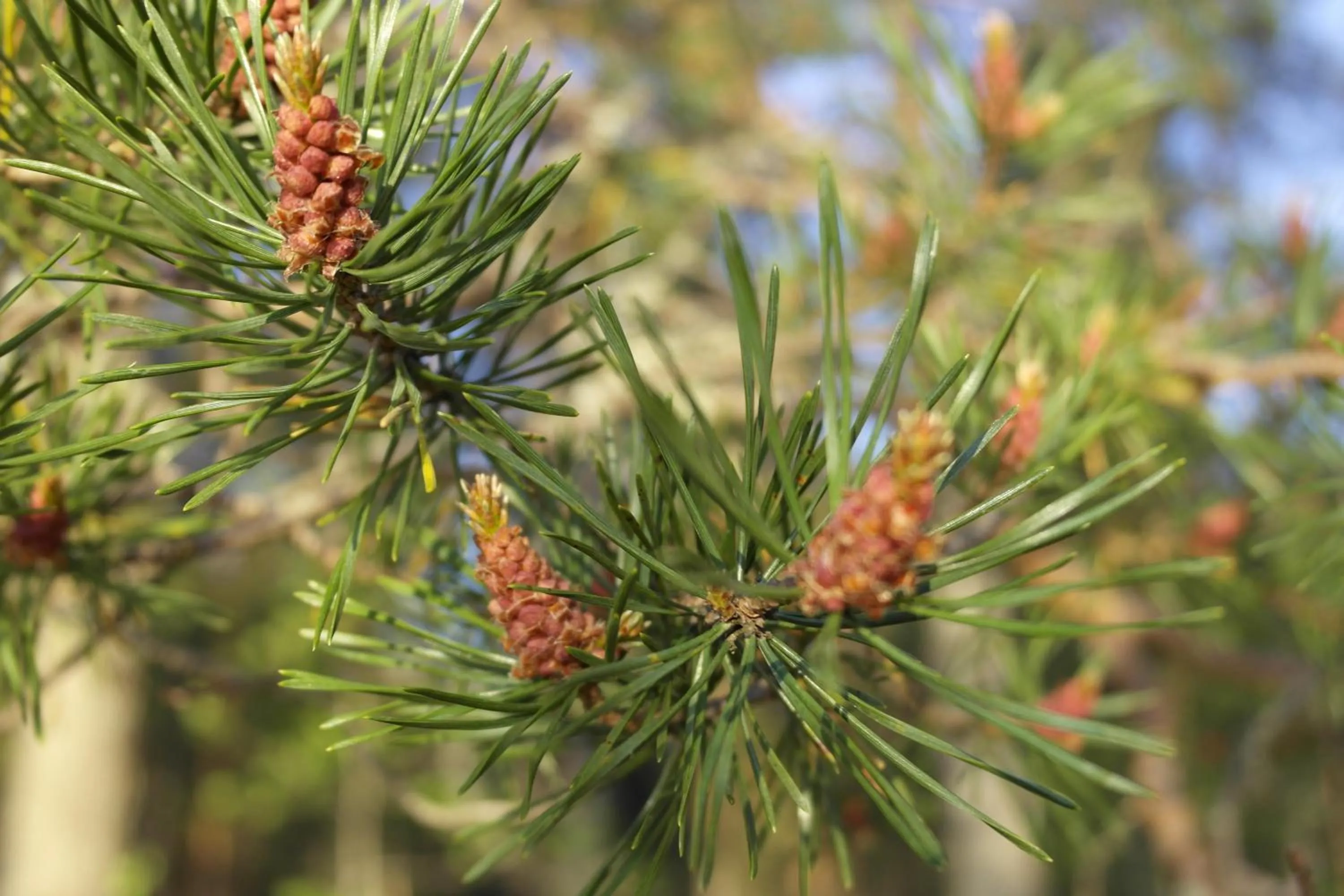 Other in Koto Hotel Pihtipudas
