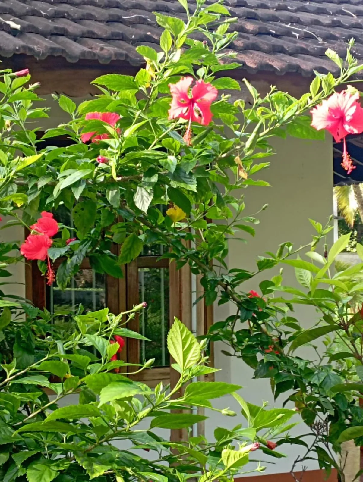 Garden in Gramam Homestay, Cochin