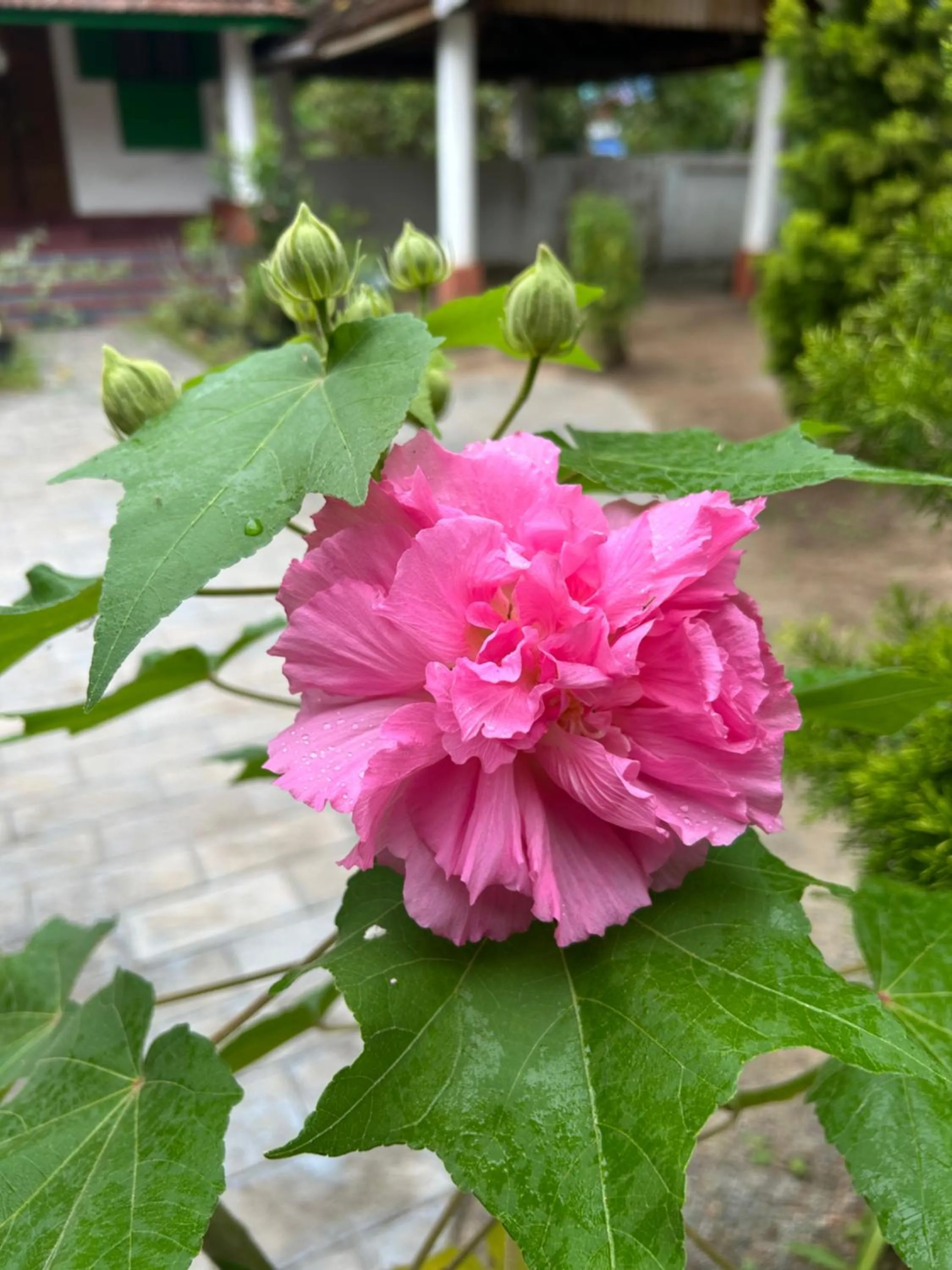 Garden in Gramam Homestay, Cochin