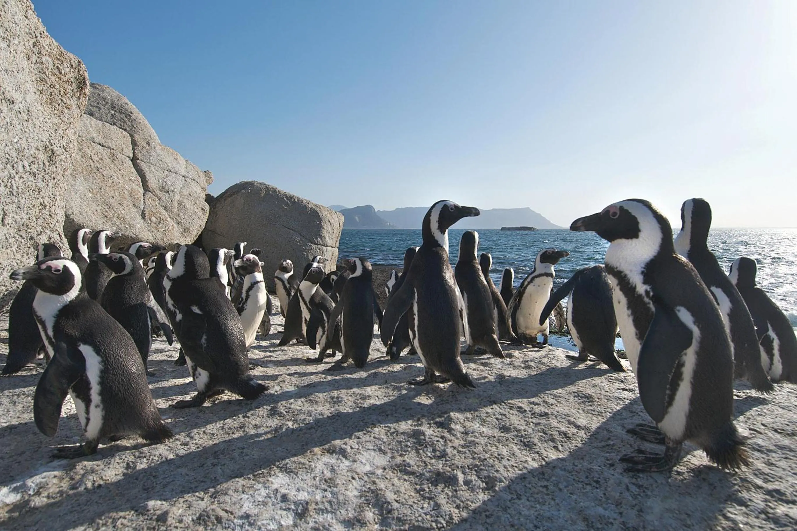 Animals in 702 Canal Quays