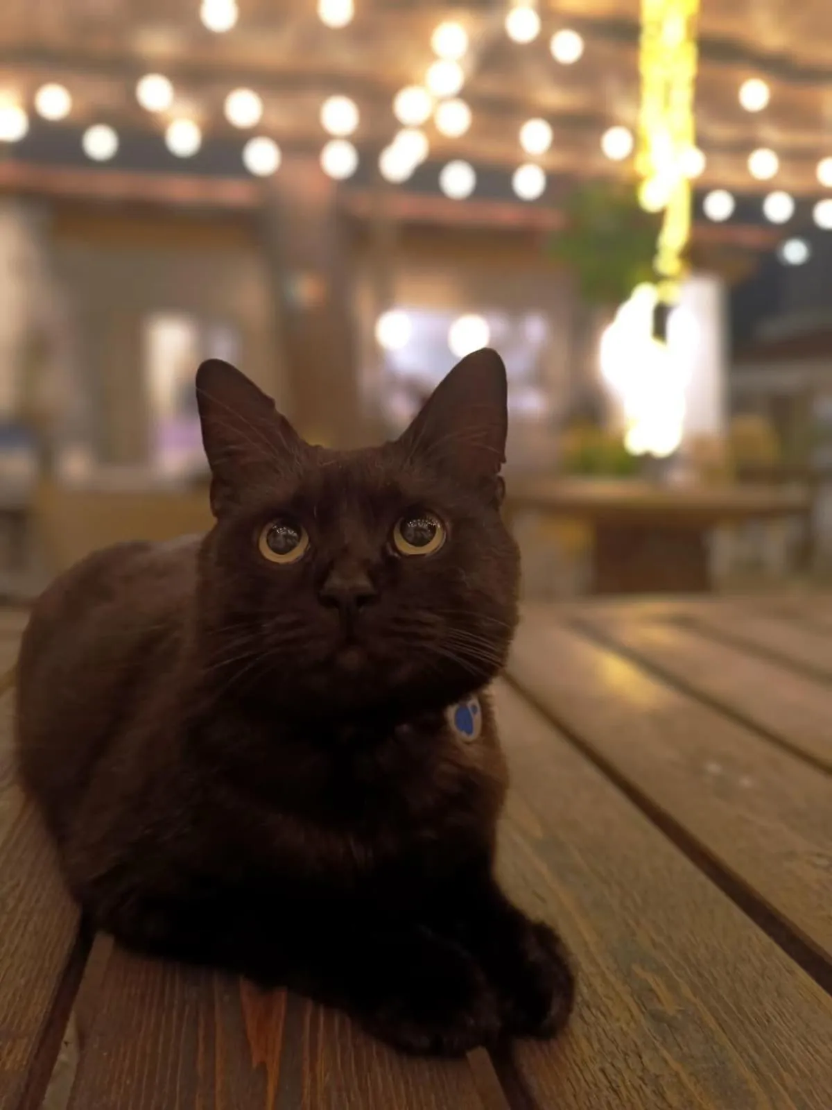 Pets in Villa Cinque Pini