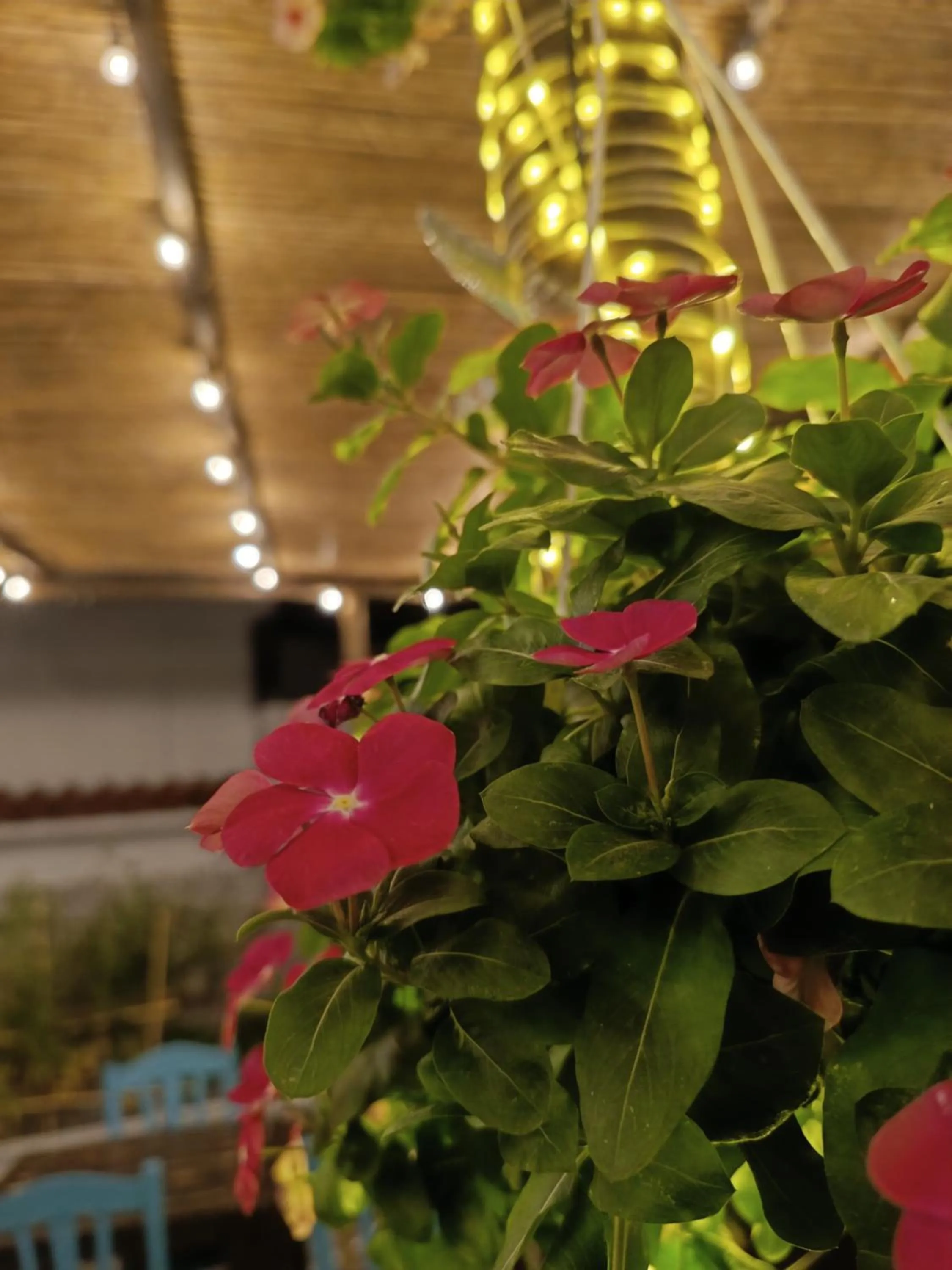 Garden in Villa Cinque Pini