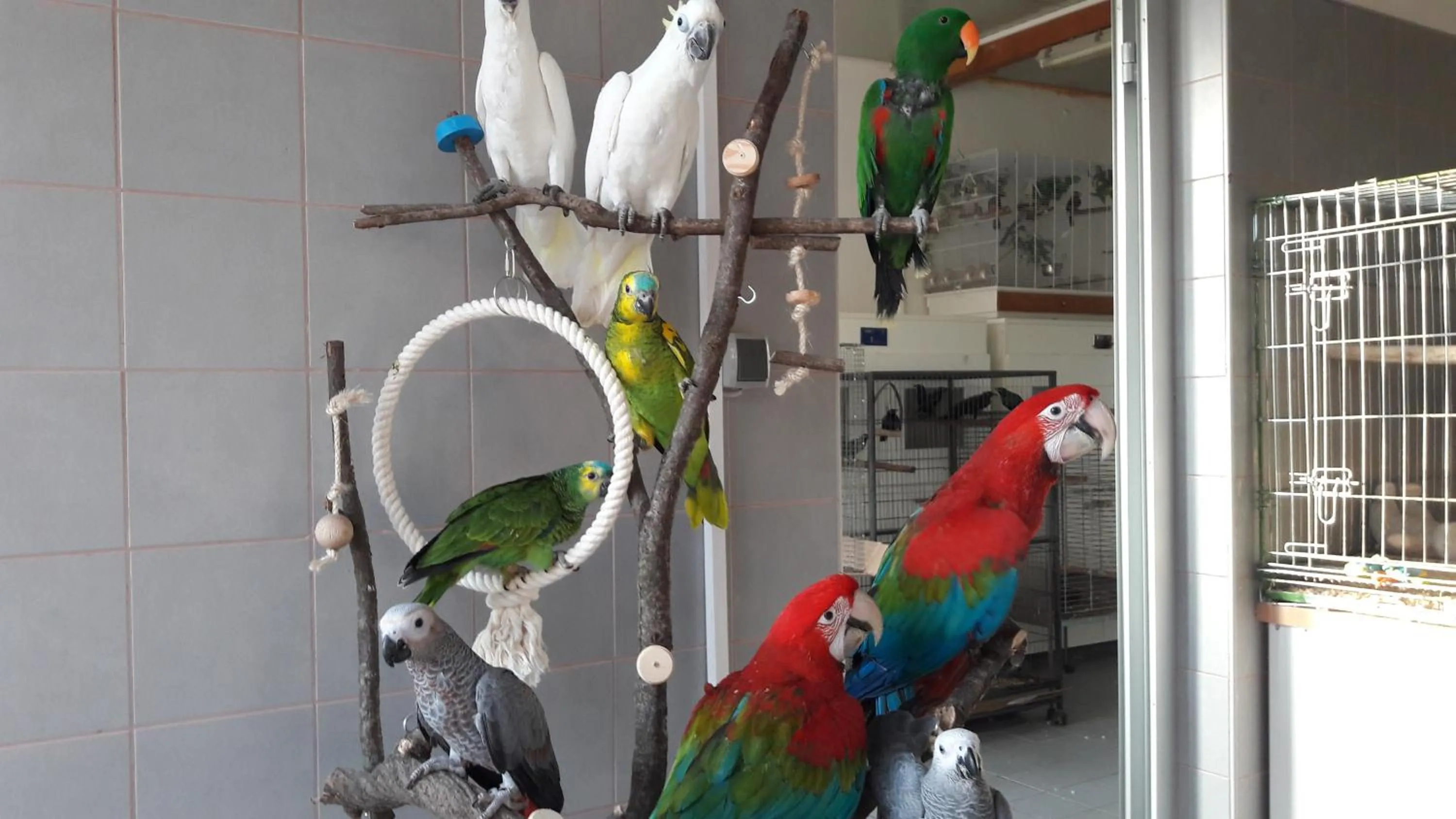 Animals in Anastasia Suites Zagreb