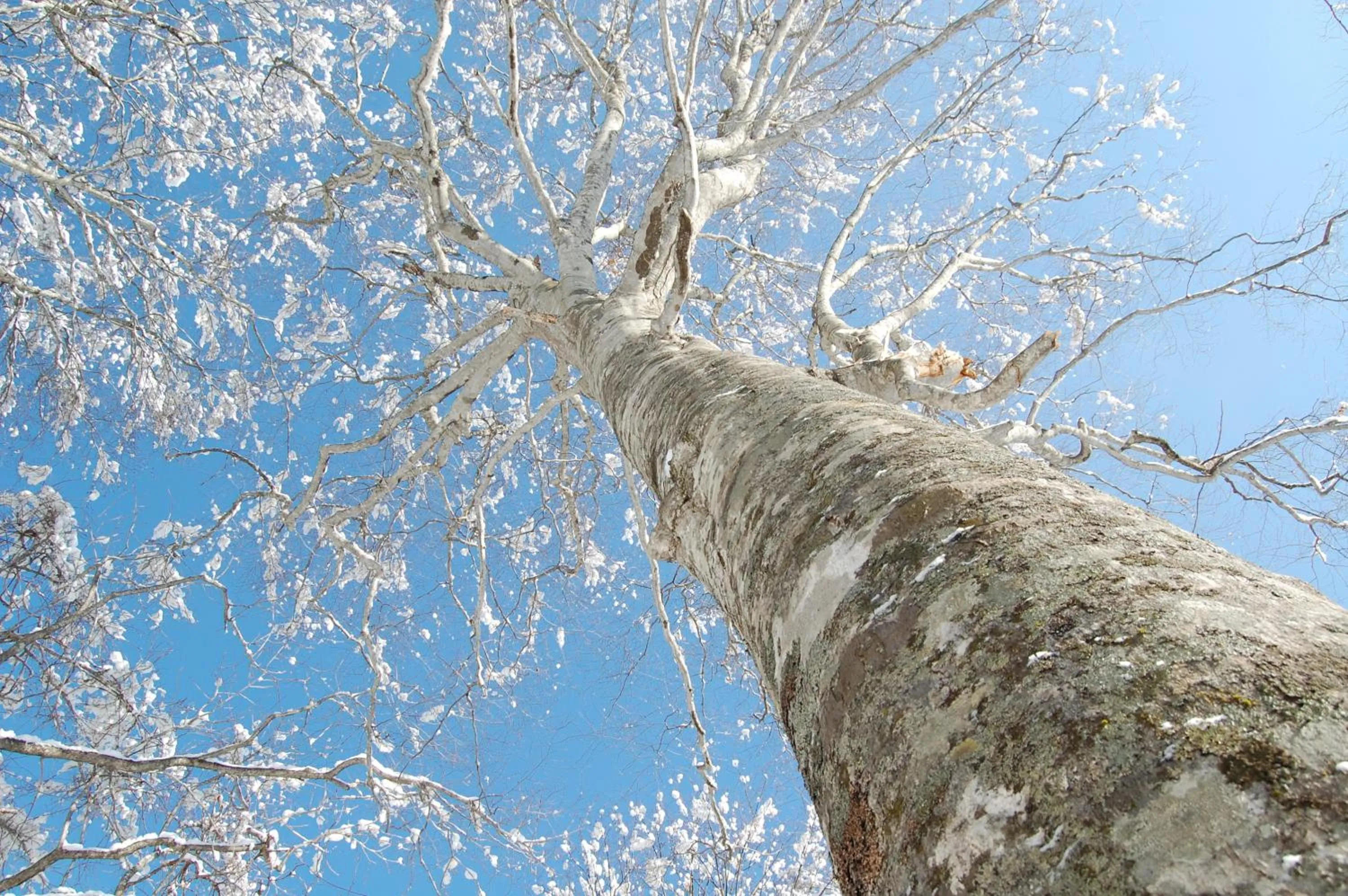 Natural landscape in Hacho no Yu