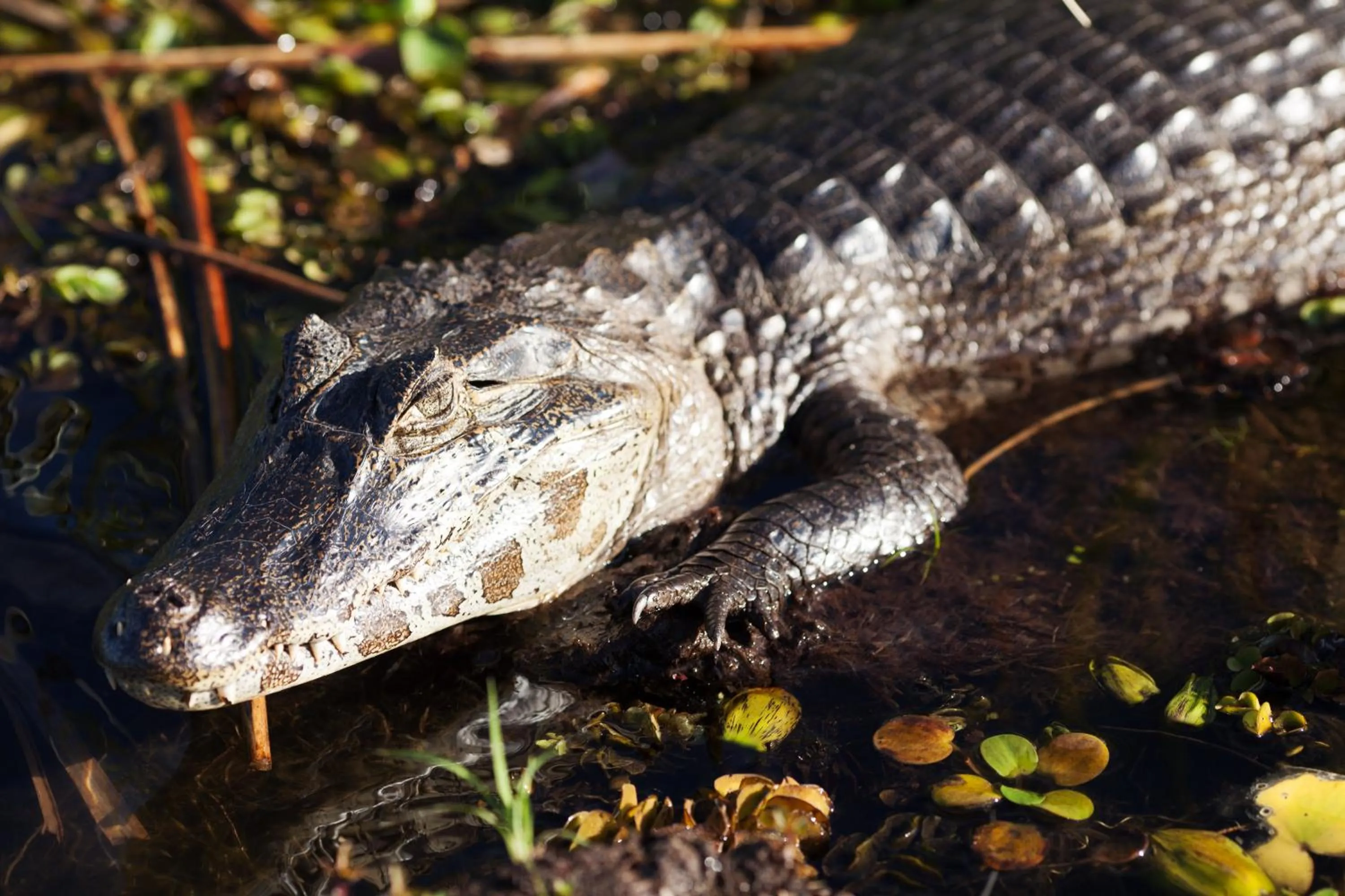 Animals in El Tránsito Hotel Boutique