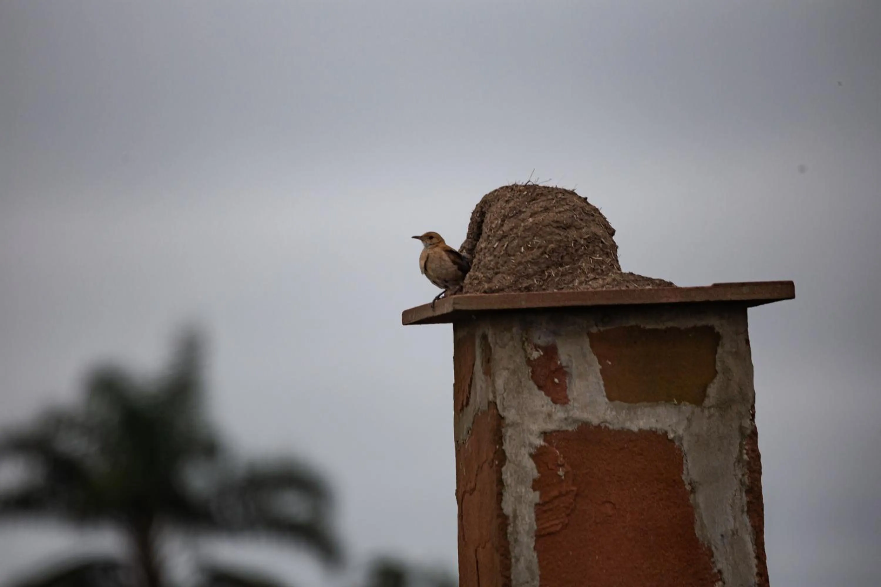 Animals in El Tránsito Hotel Boutique