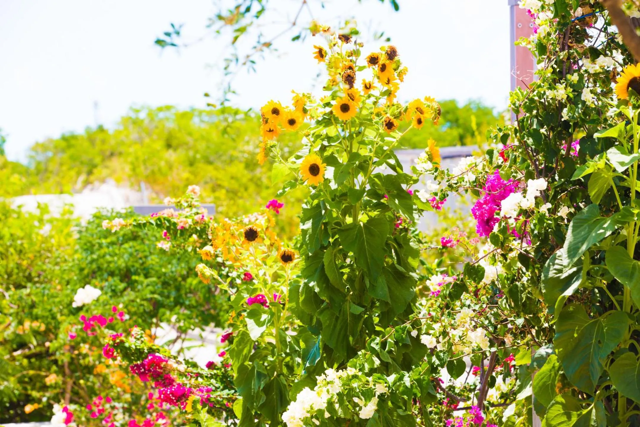 One ON Marlin Resort