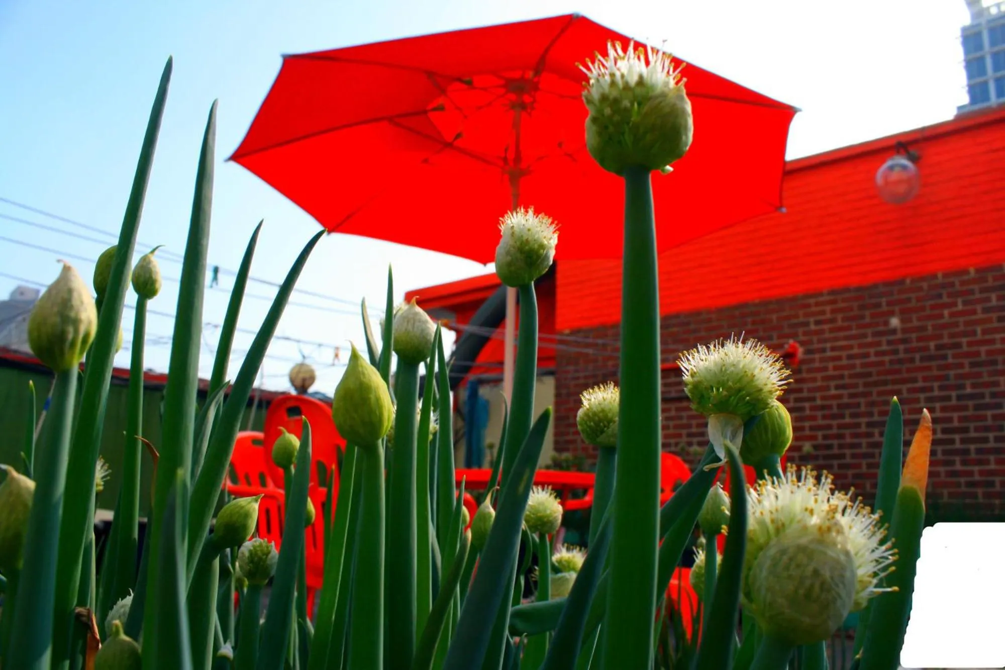 Garden in OPPA Hostel Sinchon-Hongdae