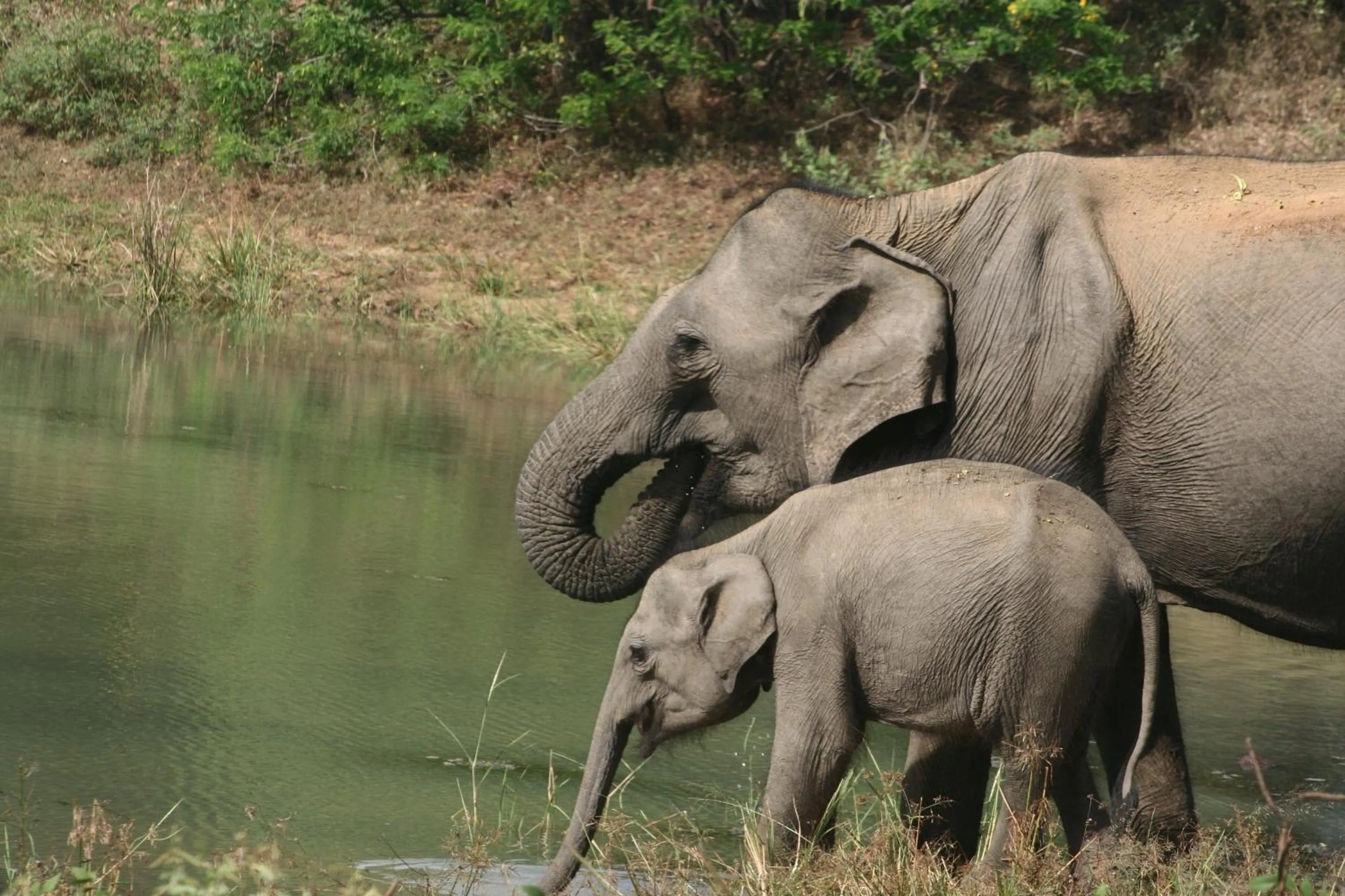 Off site in Big Game Udawalawe - by Eco Team