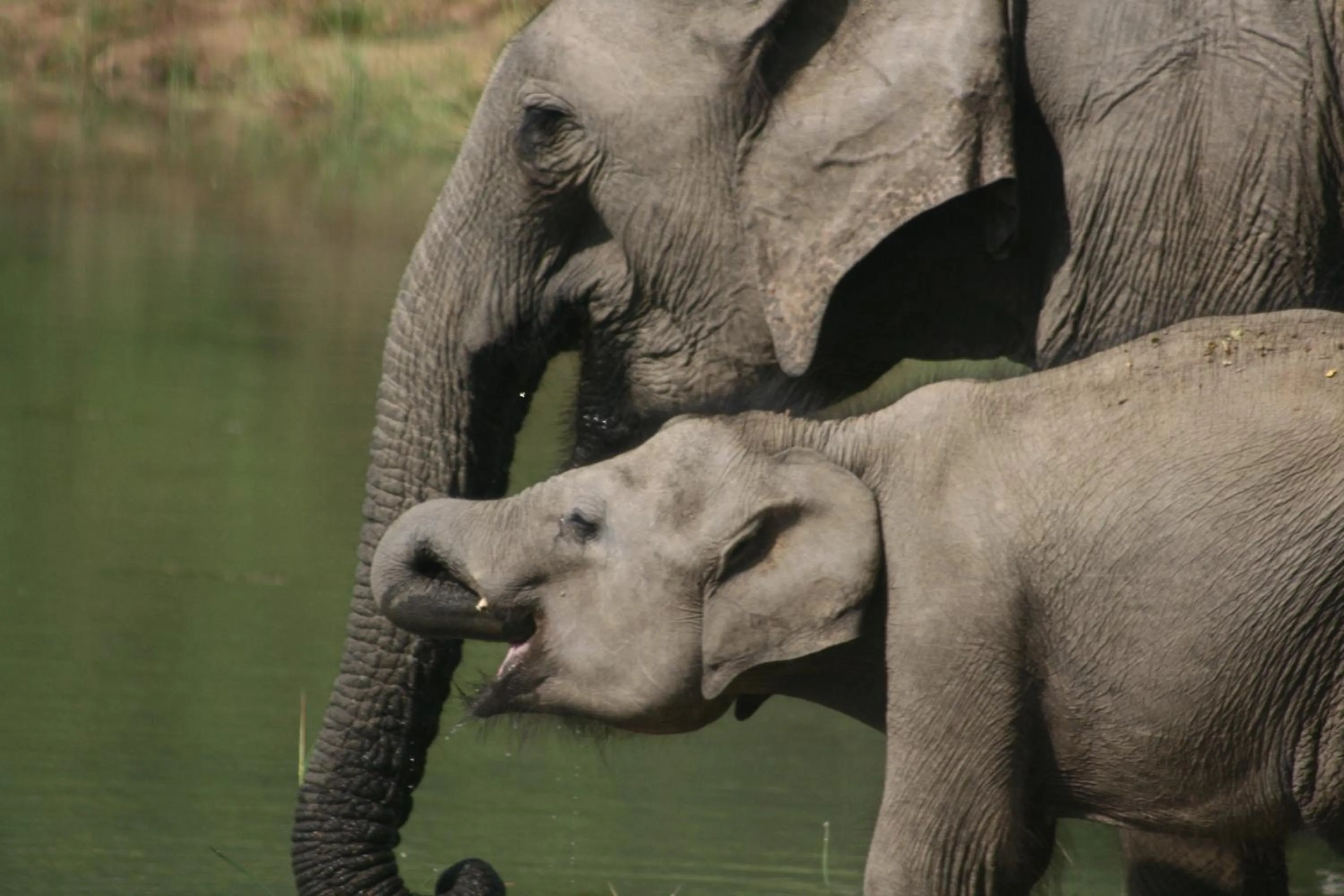 Off site in Big Game Udawalawe - by Eco Team