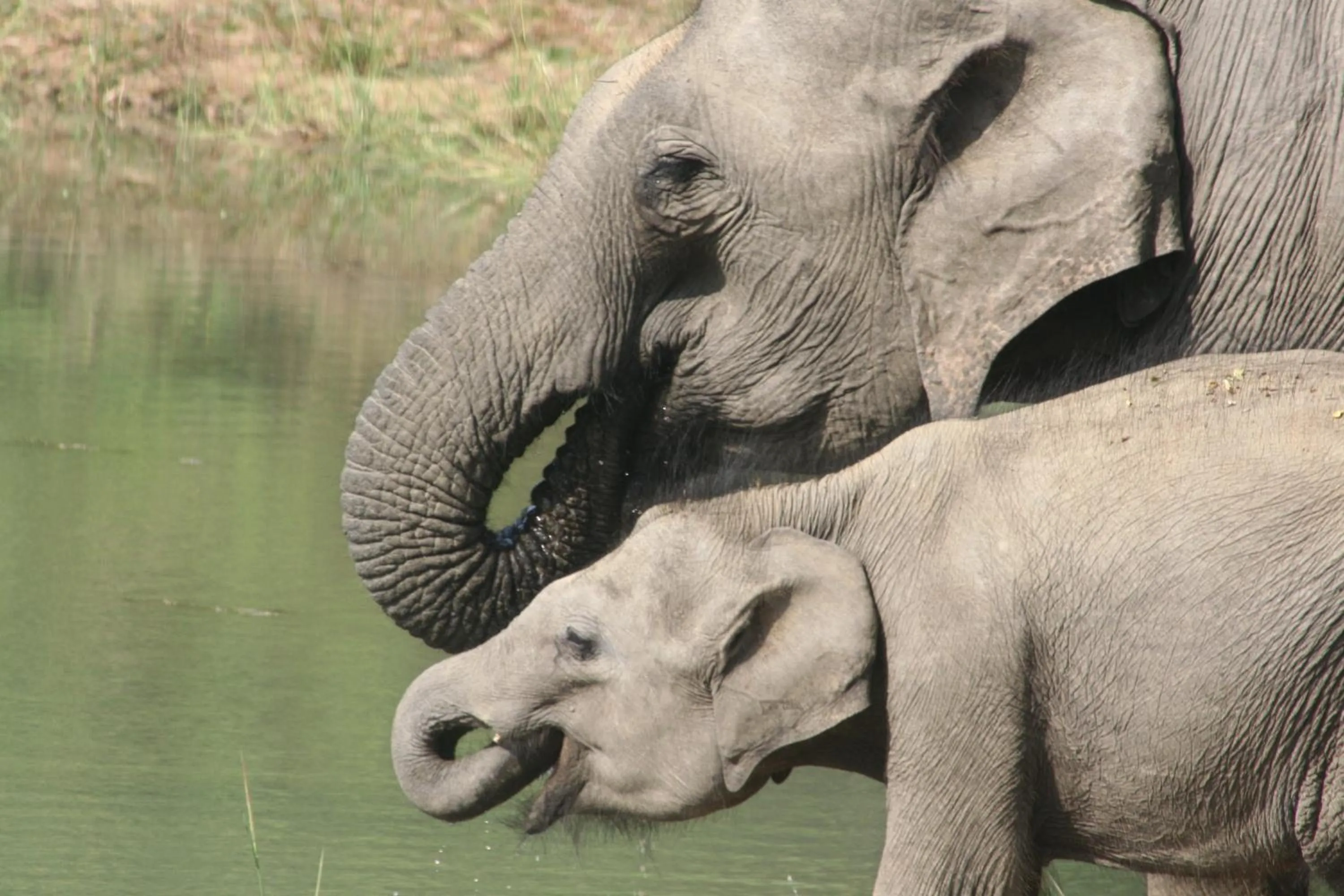 Off site in Big Game Udawalawe - by Eco Team