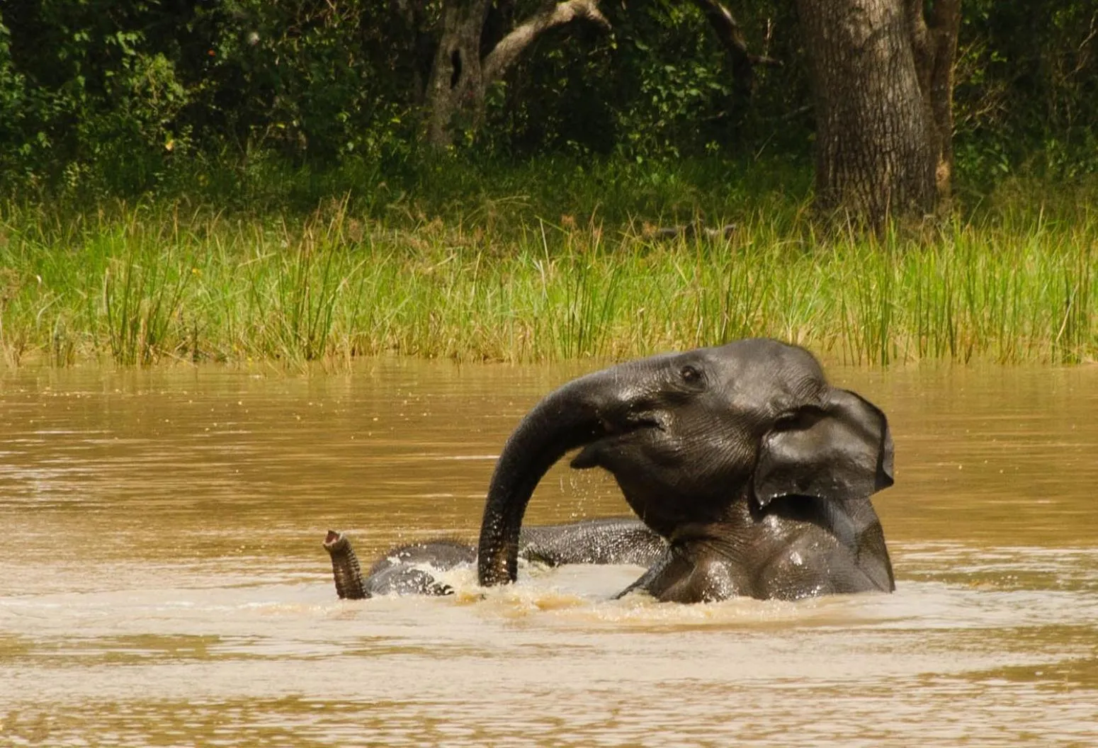 Animals in Big Game Udawalawe - by Eco Team