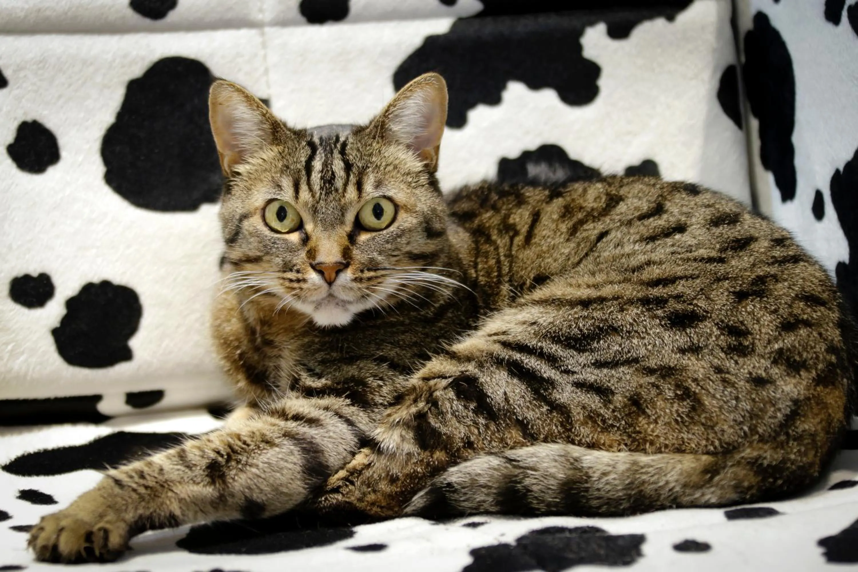 Pets in ibis Dole Sud Choisey